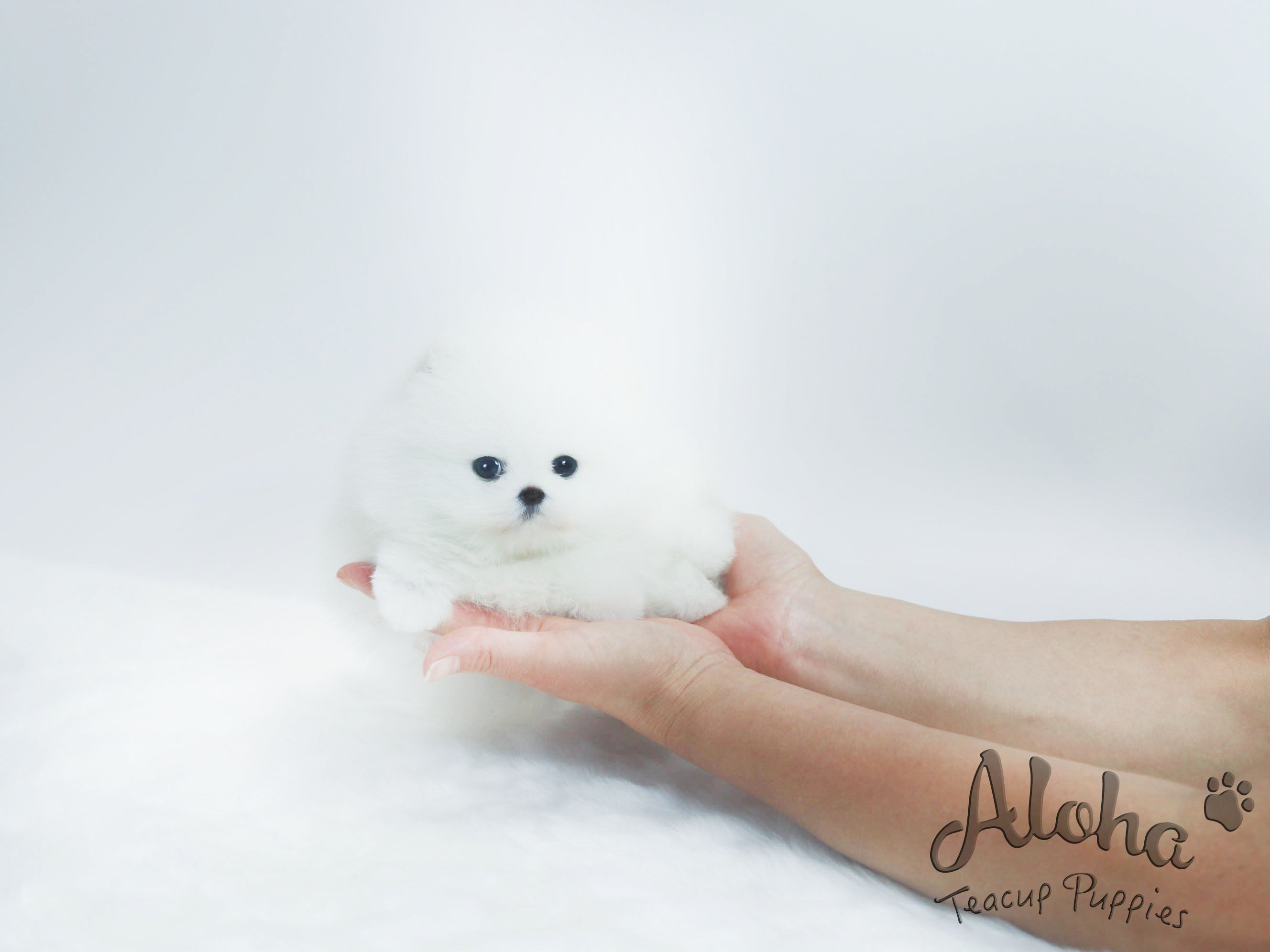 Chloe [TEACUP POMERANIAN]