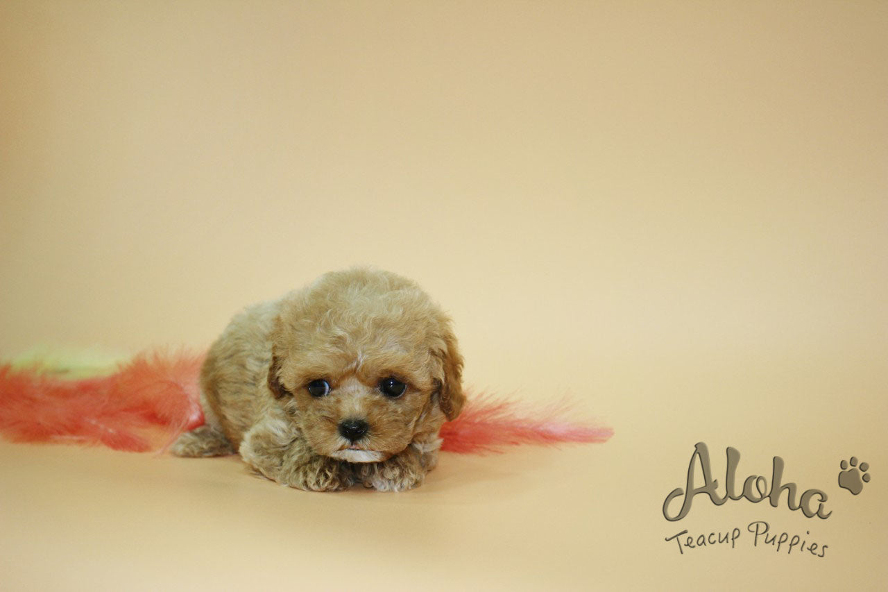 JANE [TEACUP MALTIPOO]