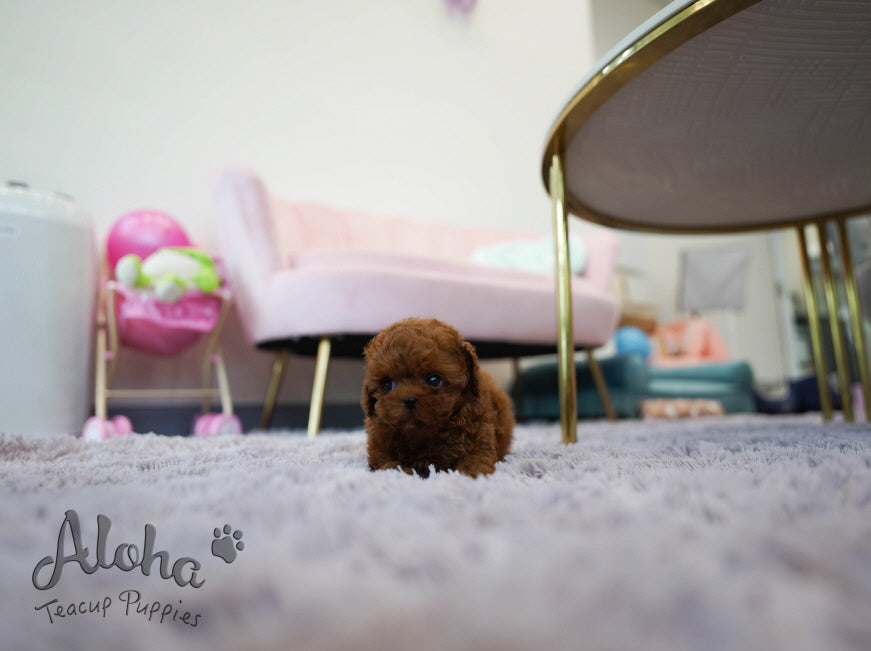 Colin [TEACUP POODLE]