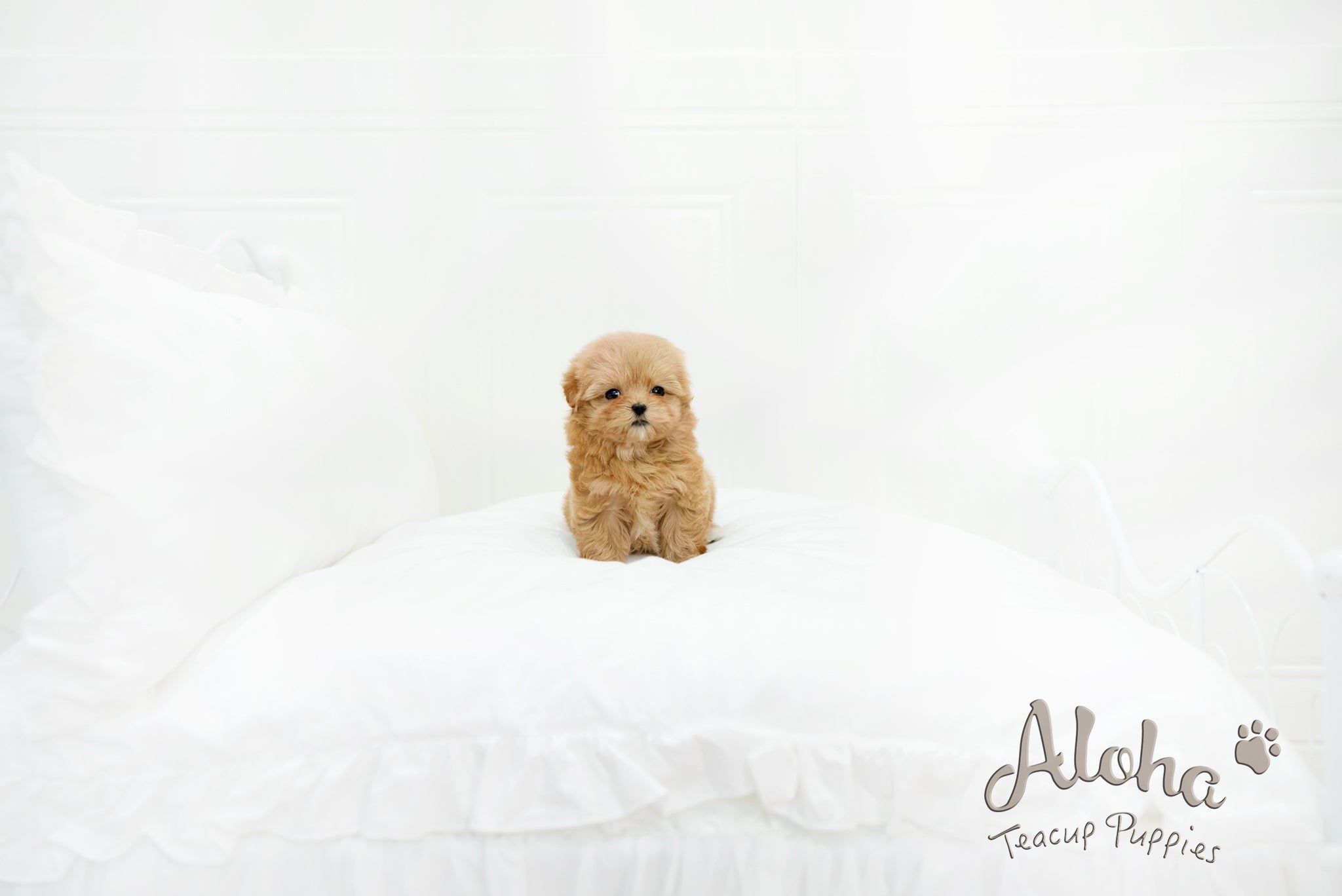Ruby [MALTIPOO TOY]