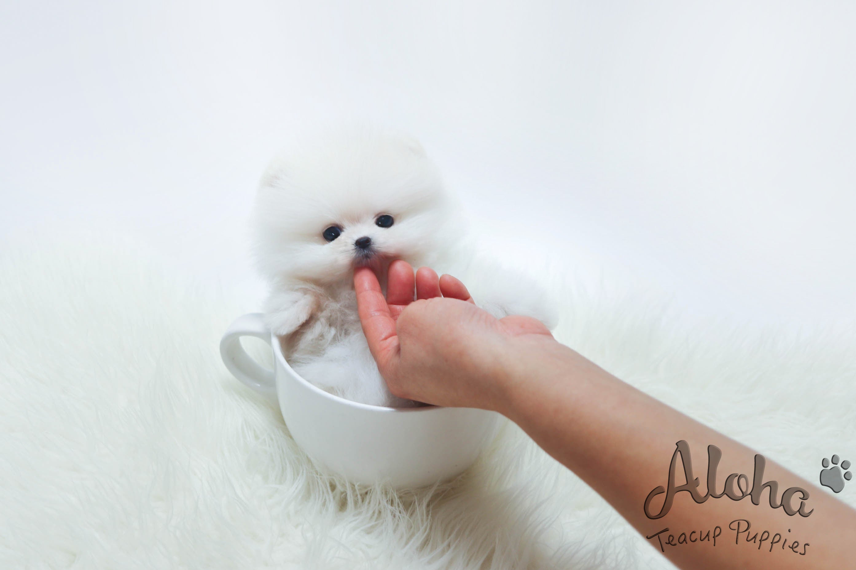 Sold to Naoko, Snow [TEACUP POMERANIAN]
