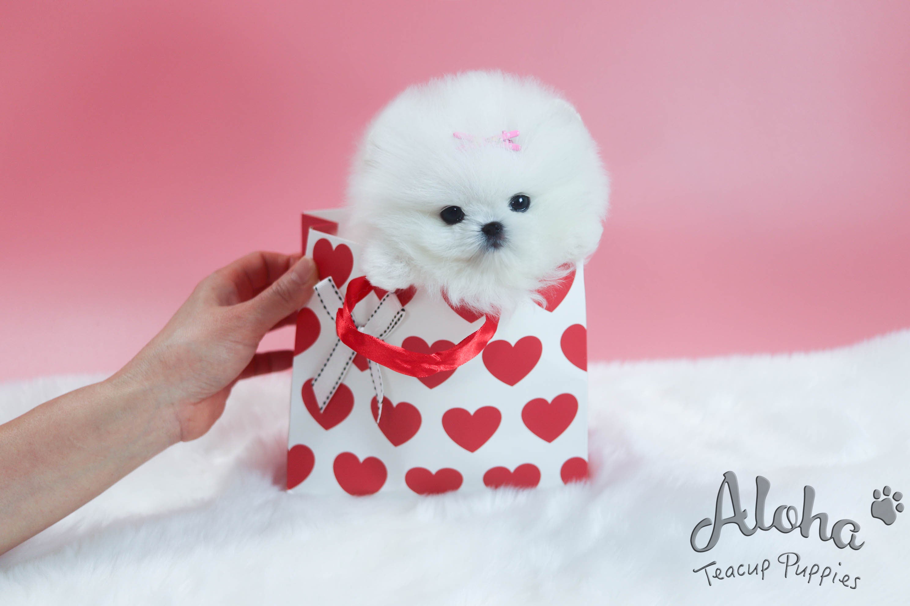 Anna [TEACUP POMERANIAN]