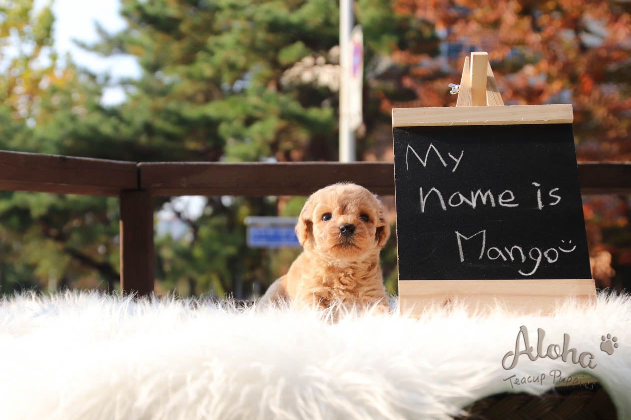Mango - [Poodle]