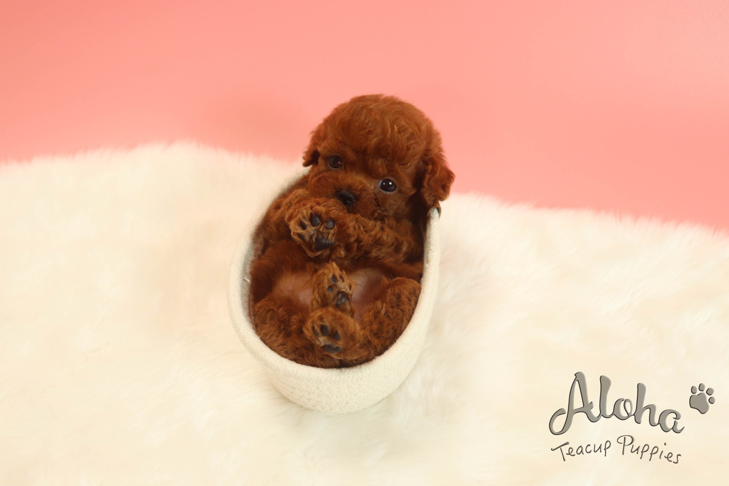 Vendida a Jacklyn, Peanut [Poodle TOY]