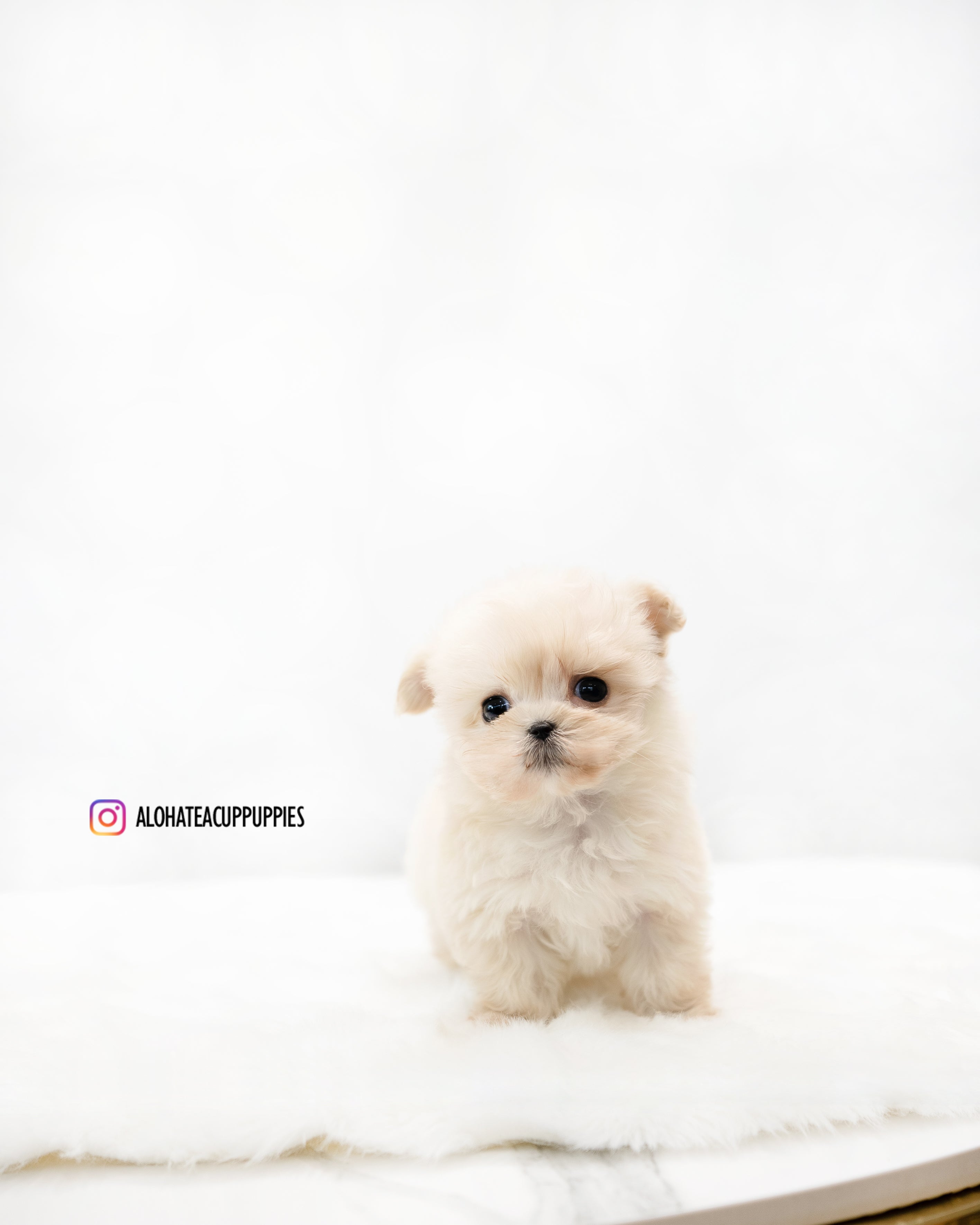 Ruby [TEACUP MALTIPOO]