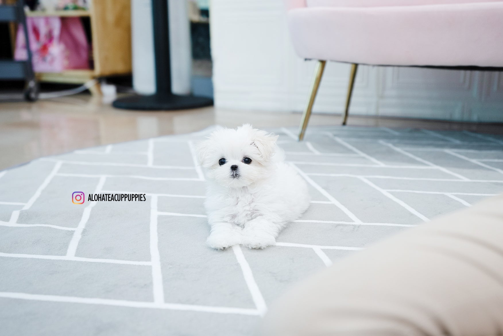 Nina [TEACUP MALTESE]