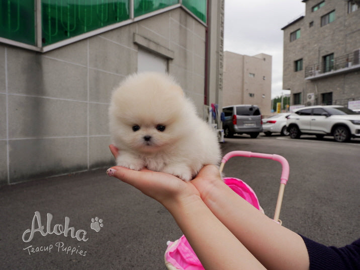 Caramel [TEACUP Pomeranian]