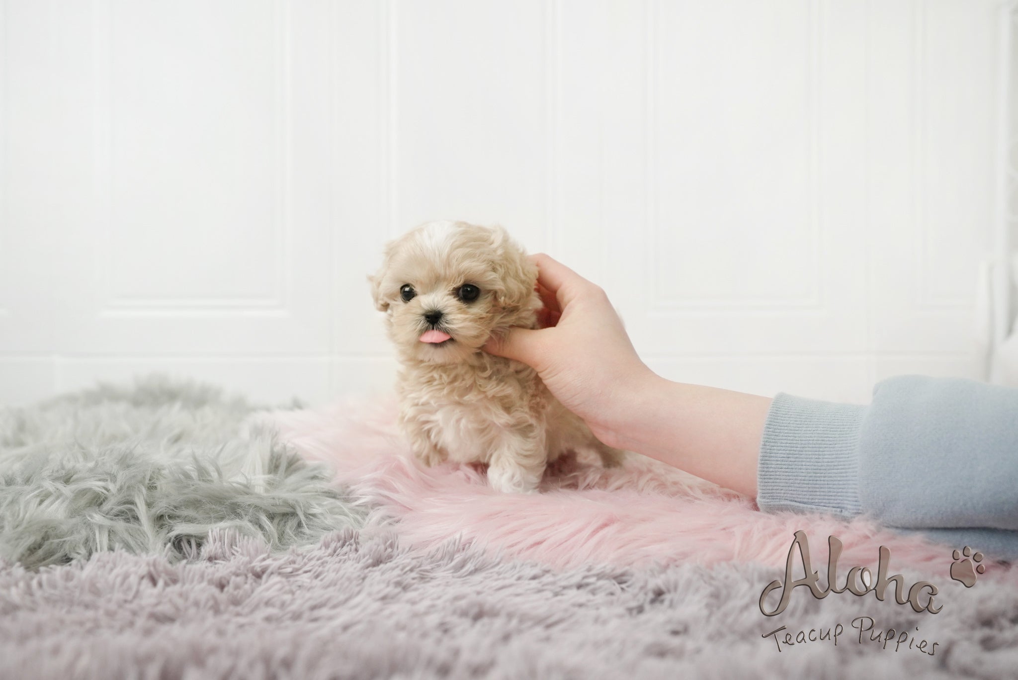 Andy [TEACUP MALTIPOO]