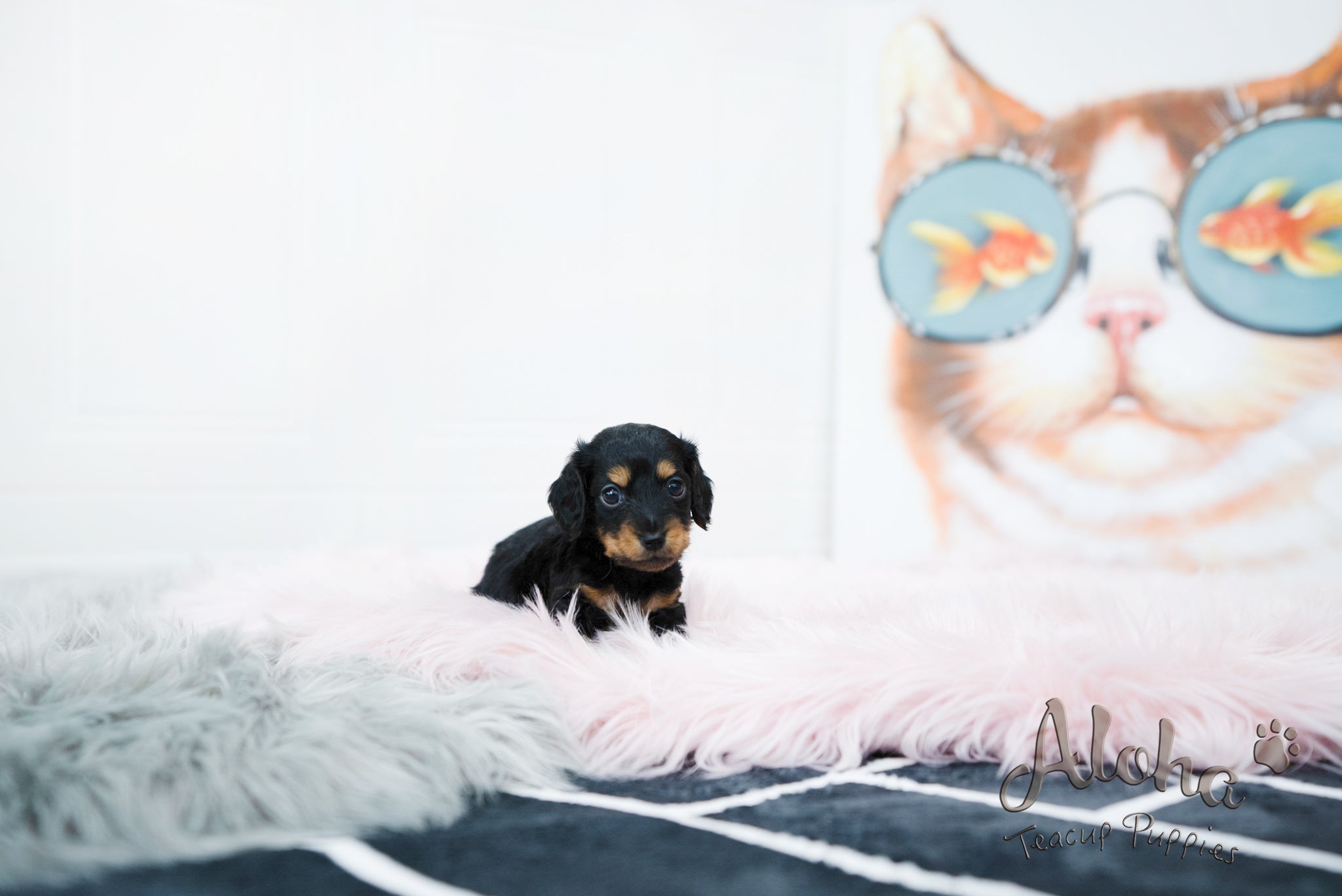 Della [TEACUP DACHSHUND]