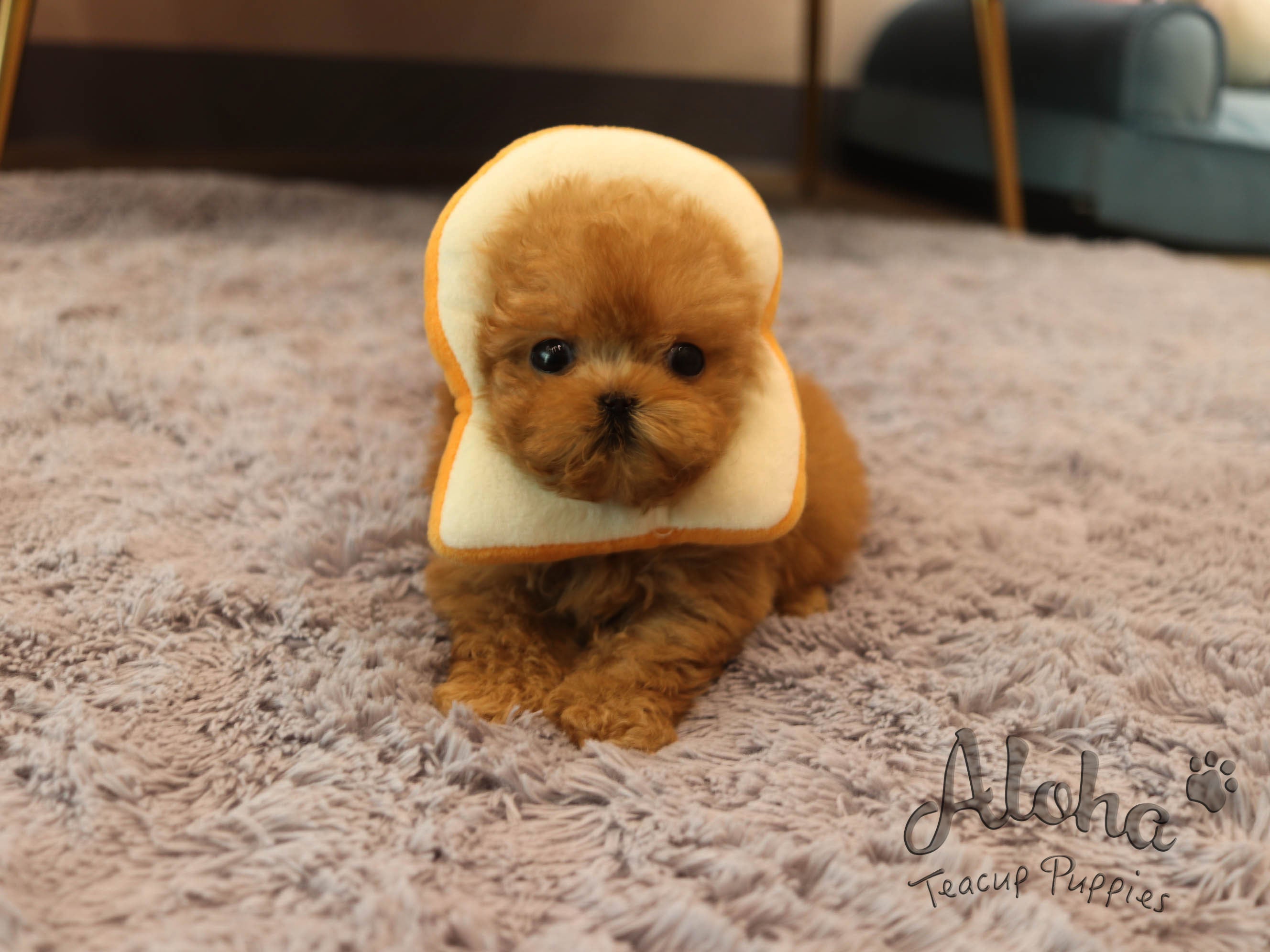 Kitkat [TEACUP Maltipoo]