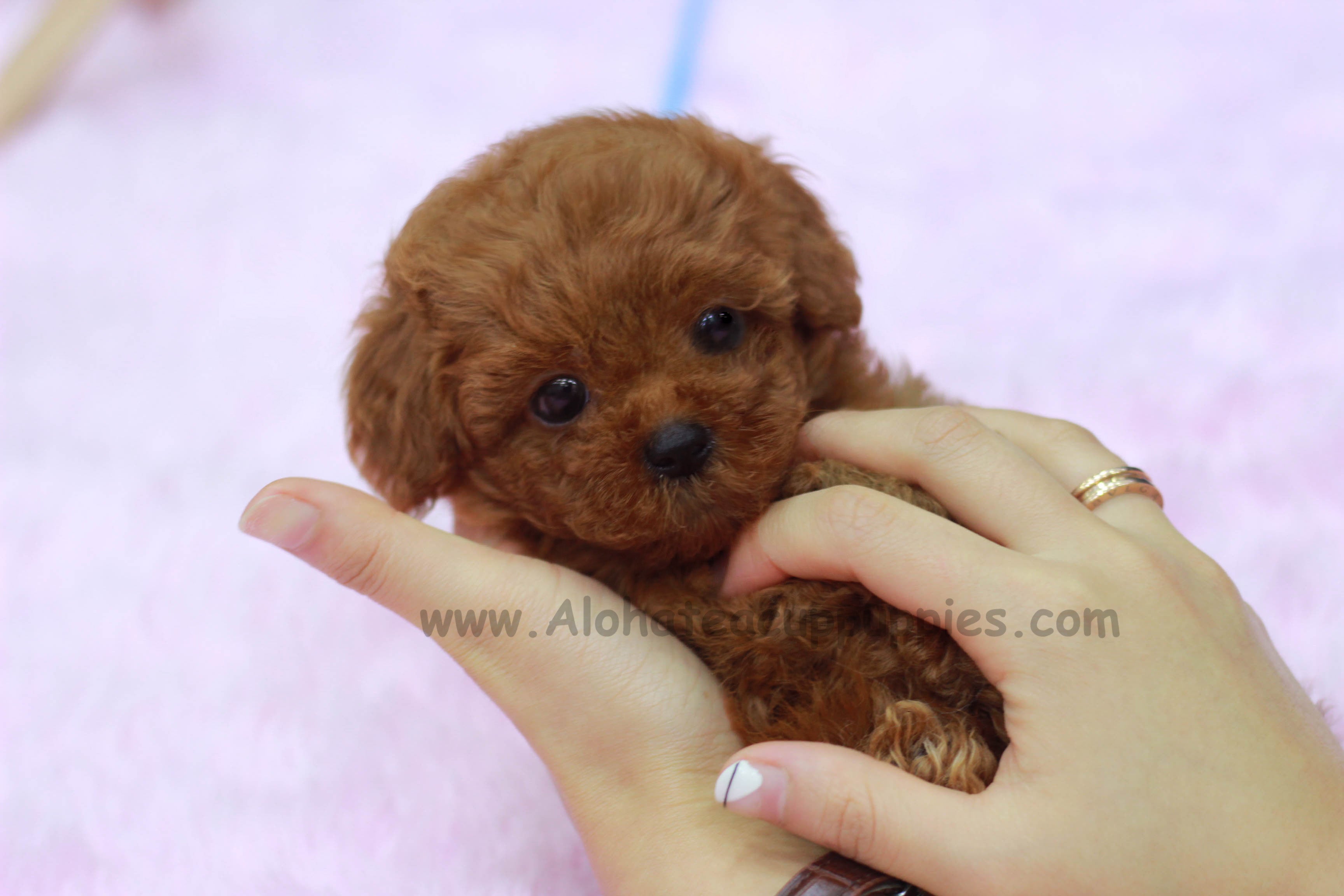 Sold to Serlie, Solanges Teddy, MINI [TEACUP Poodle]