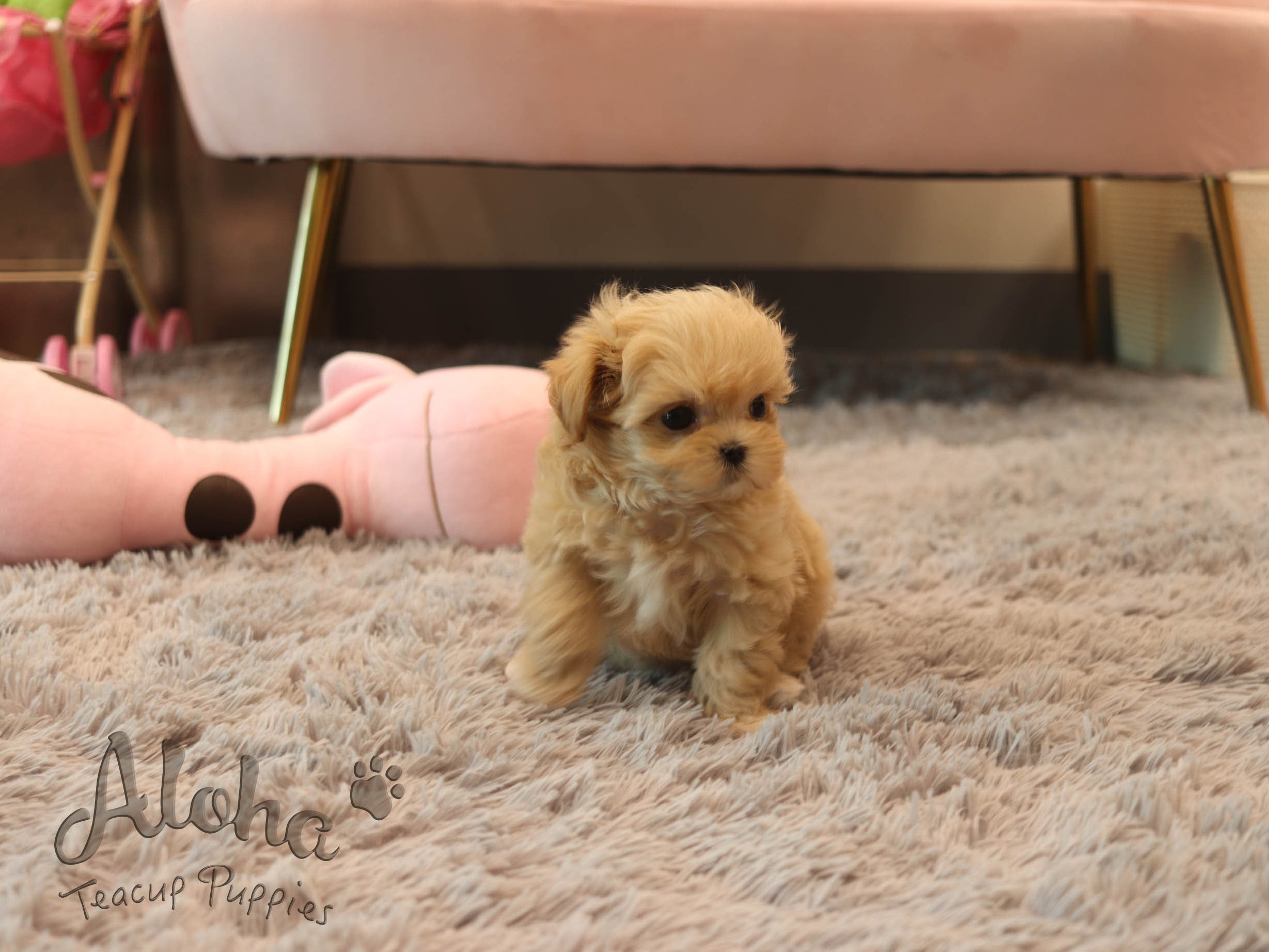 Mango [TEACUP MALTIPOO]