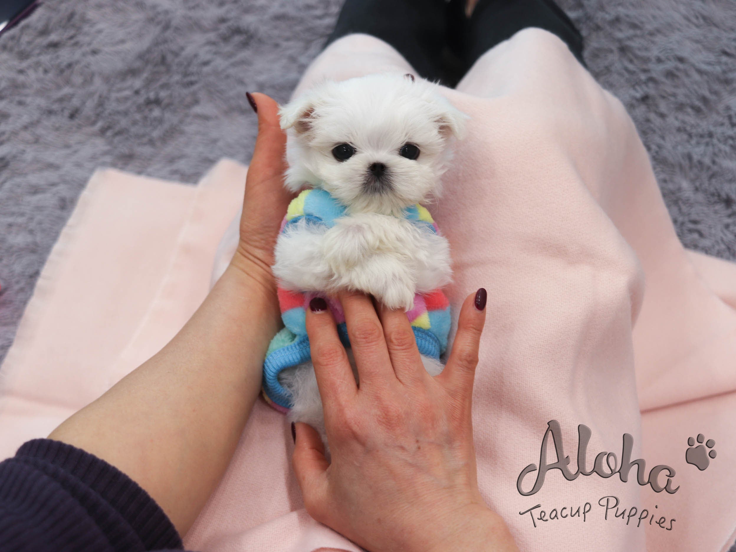 cotton [TEACUP MALTESE]