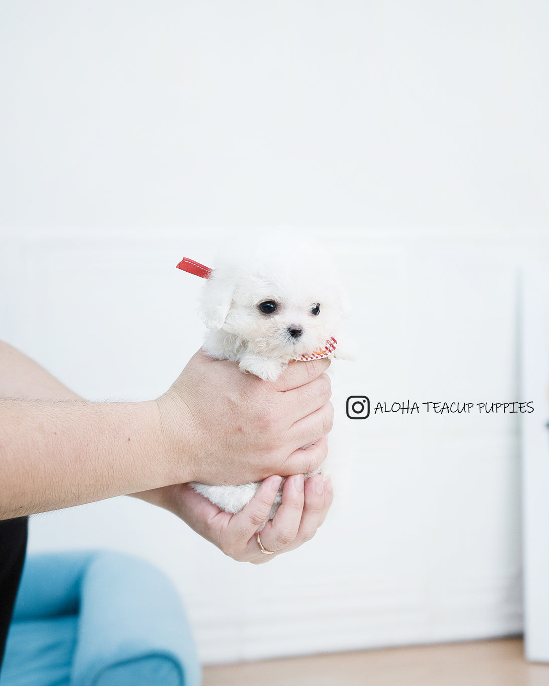 Audrey [TEACUP POODLE]