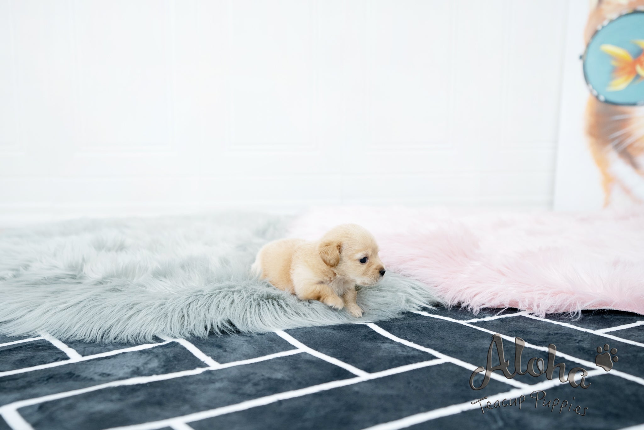 Aaron [TEACUP Dachshund]