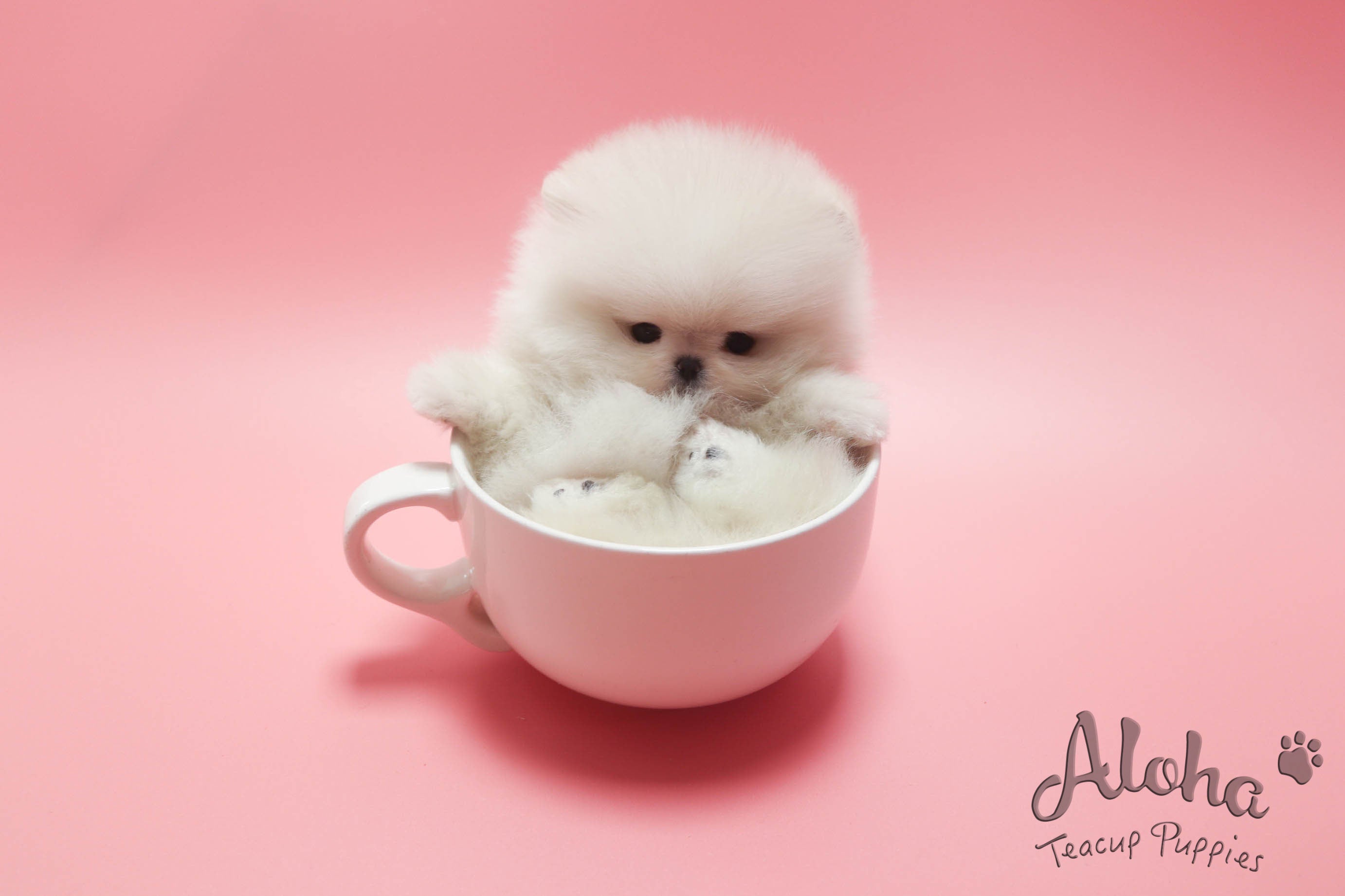 URUS [TEACUP POMERANIAN]