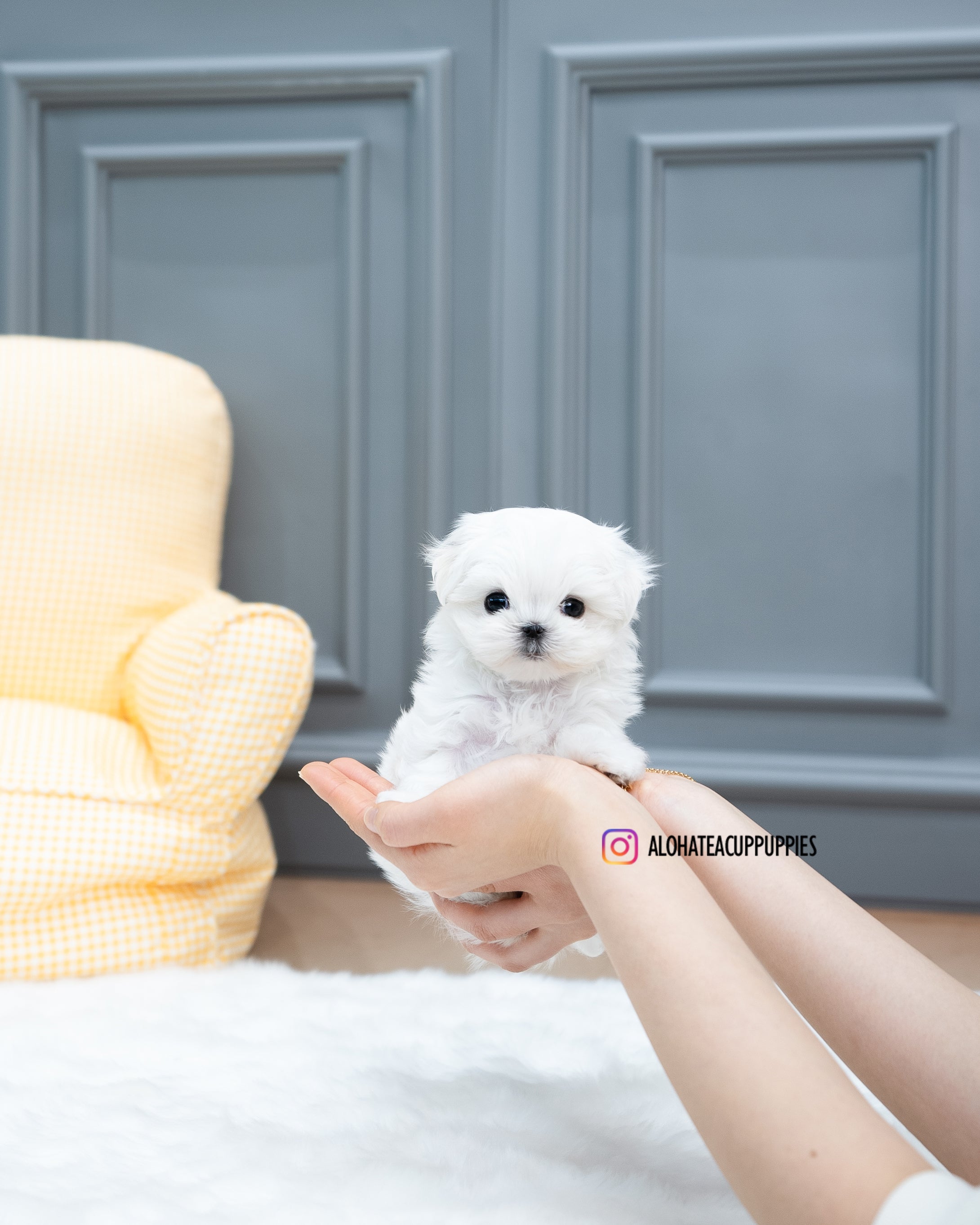 Bubble [TEACUP MALTESE]