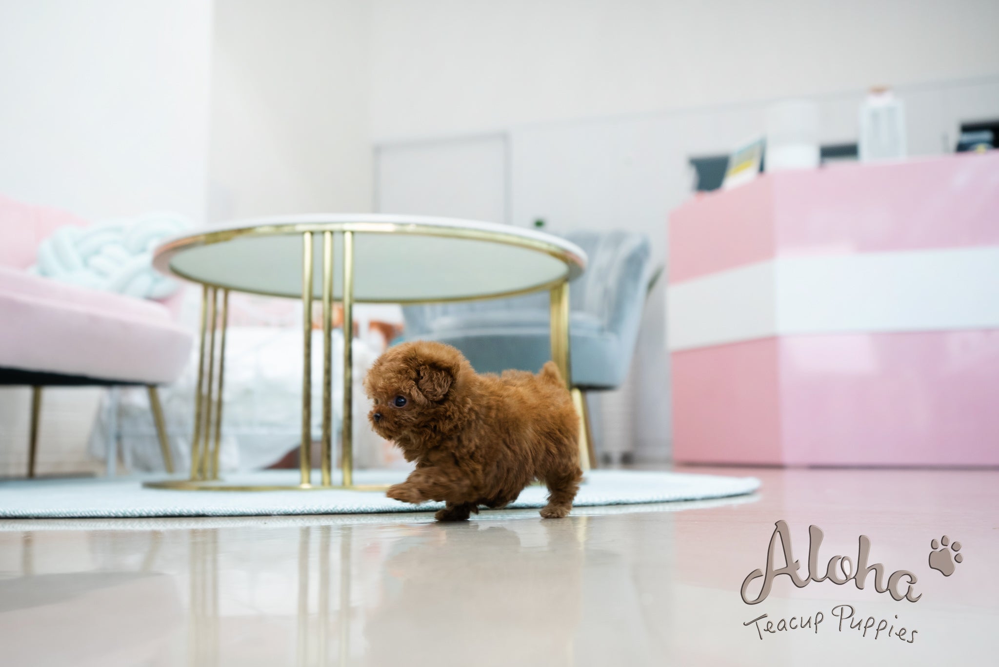 Alice [TEACUP POODLE]