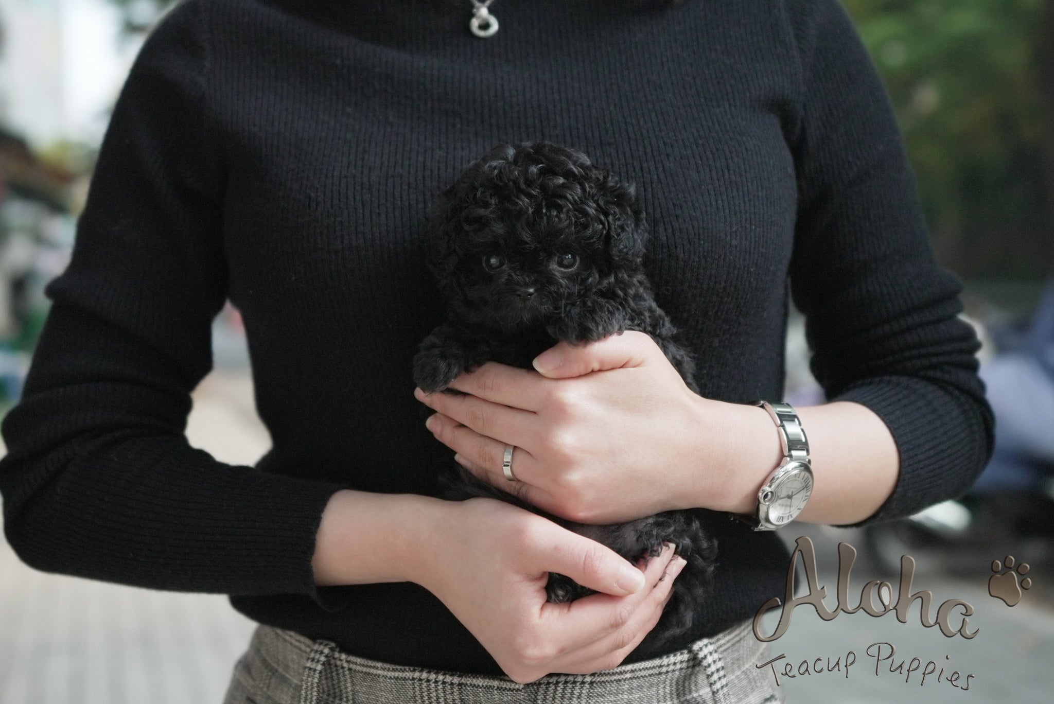 Chloe [TEACUP POODLE]