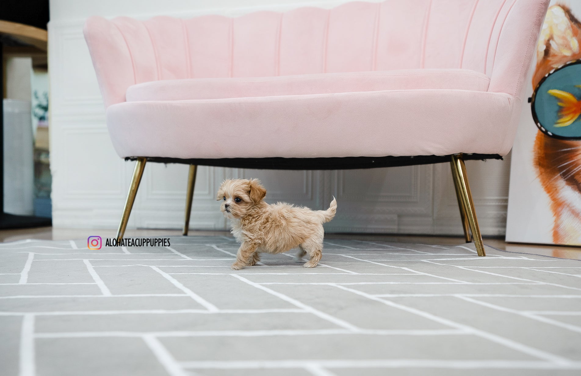 Mary [TEACUP MALTIPOO]