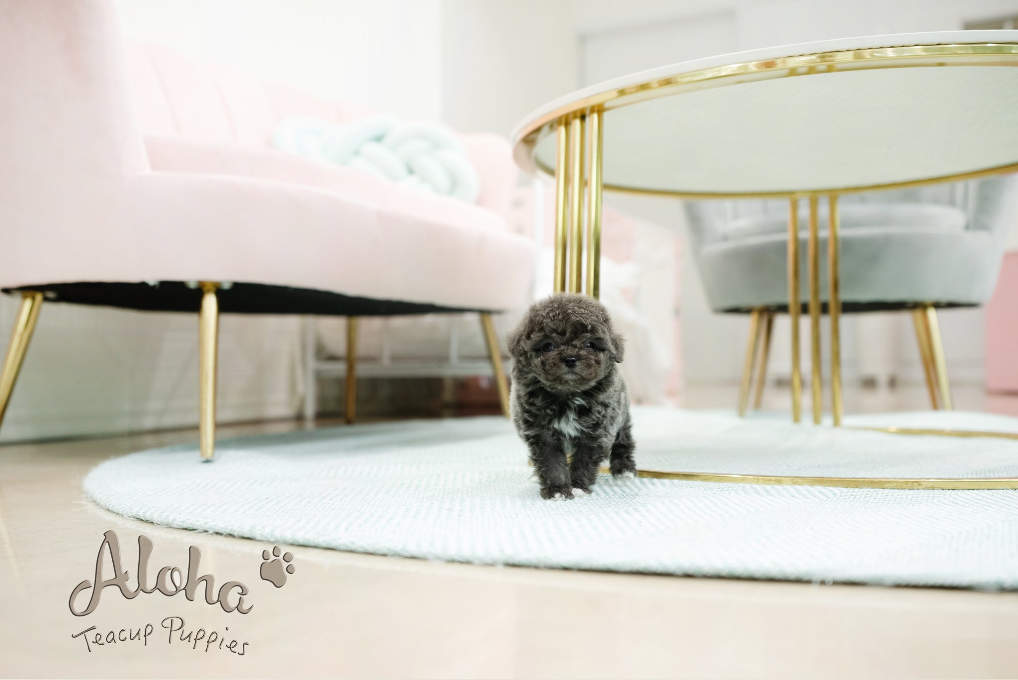 Ian [TEACUP POODLE]