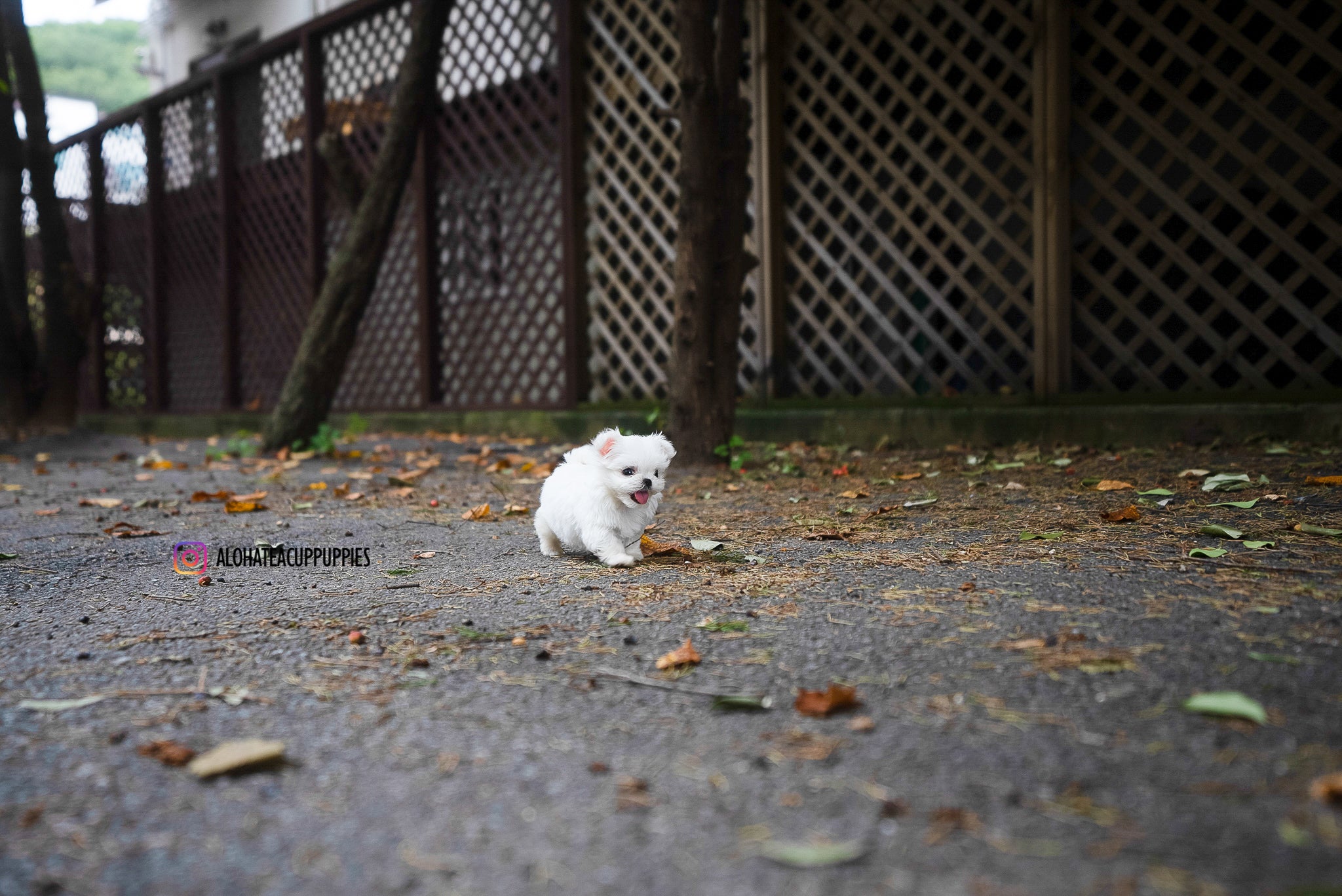Dan [TEACUP MALTESE]