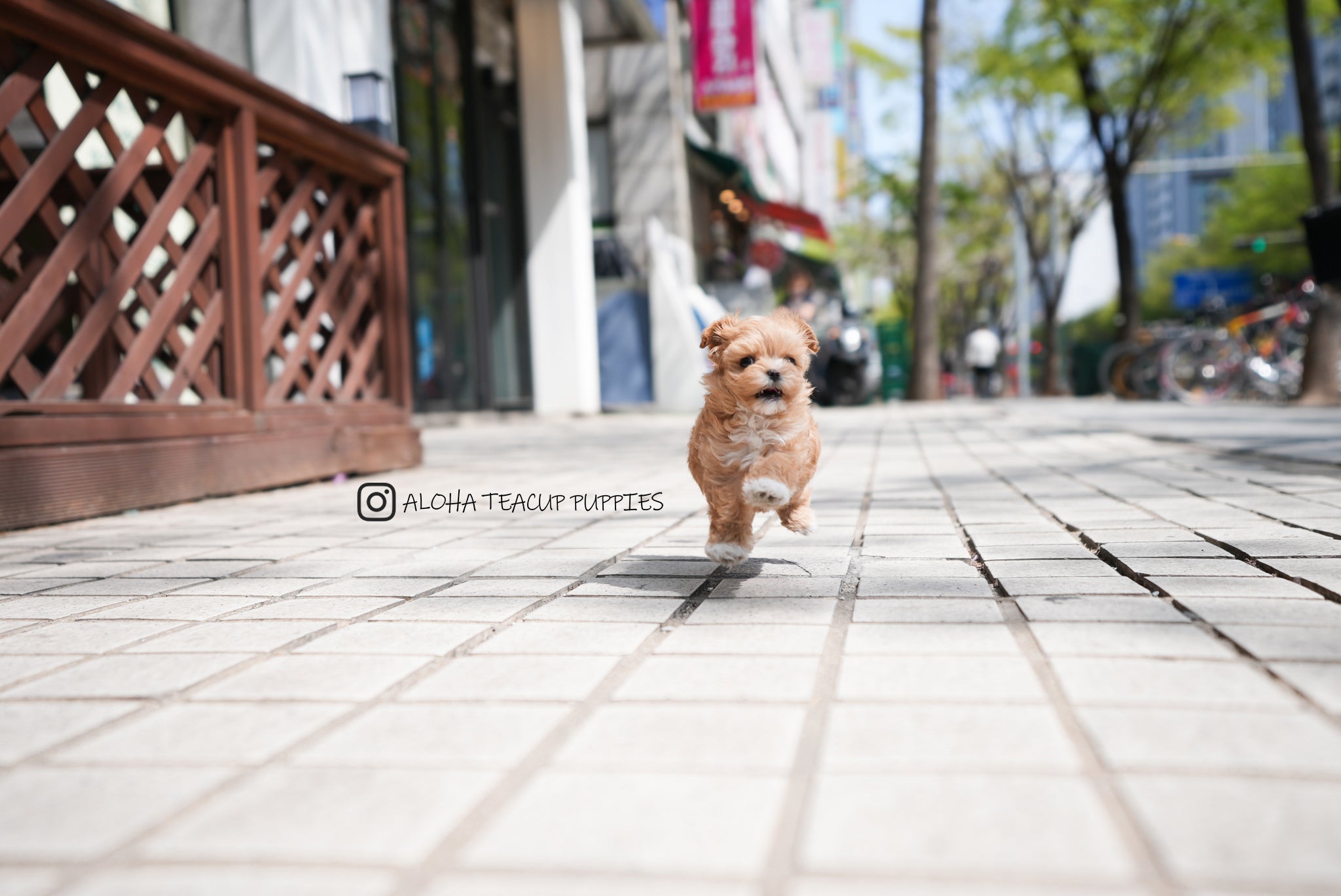 Avril [TEACUP MALTIPOO]