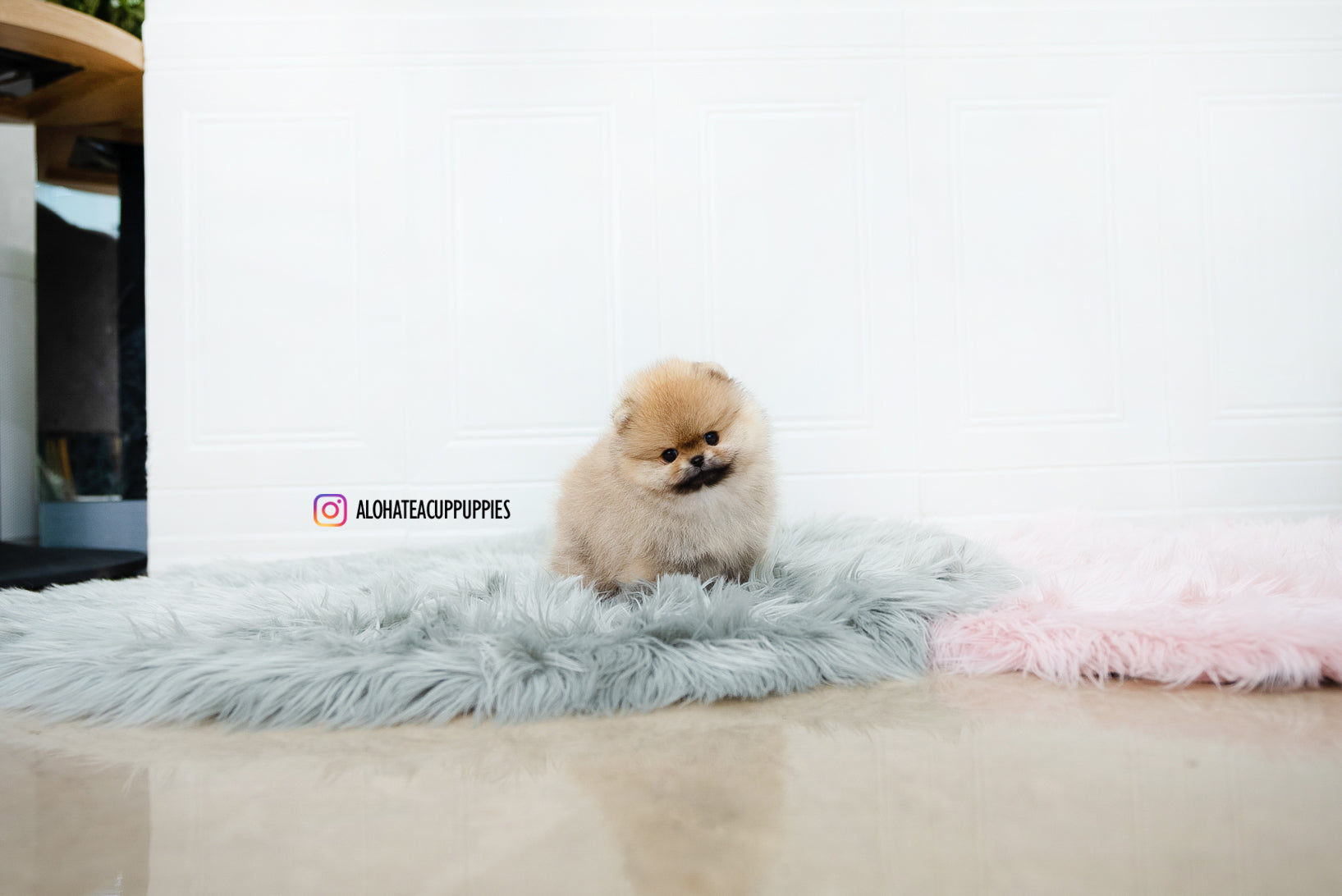 Nessa [TEACUP POMERANIAN]