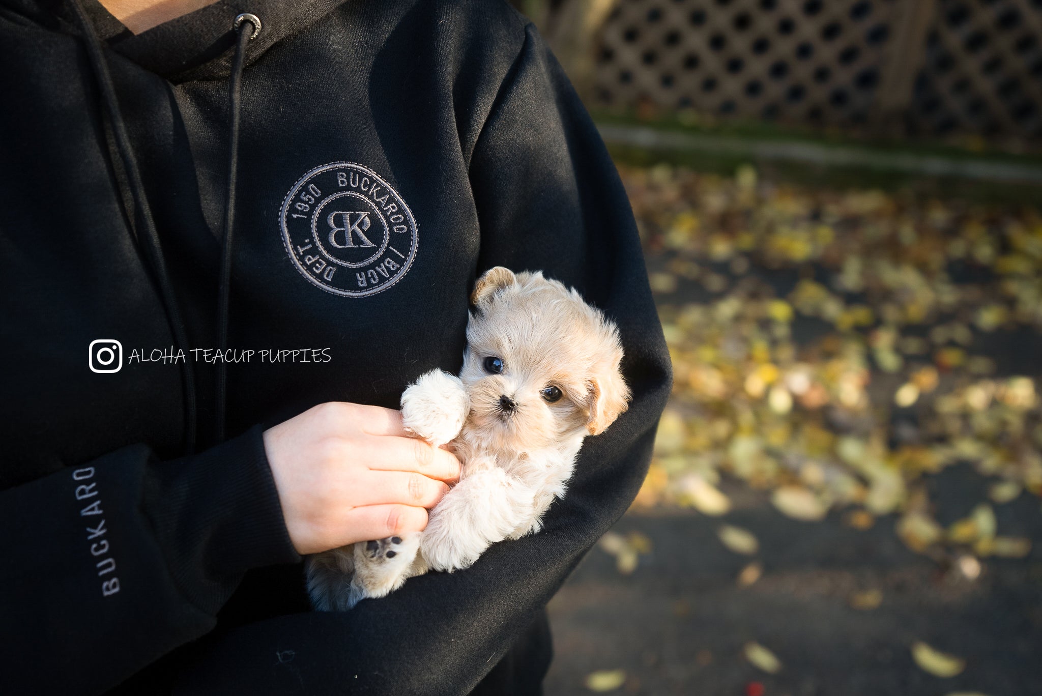 Juliette [TEACUP MALTIPOO]