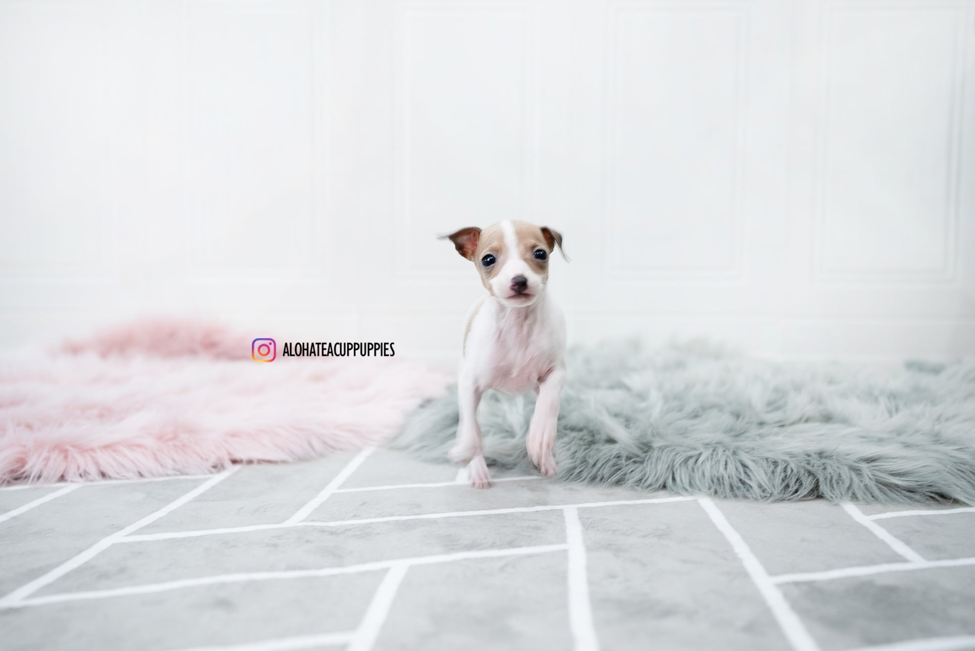 Reese [TEACUP Italian Greyhound]