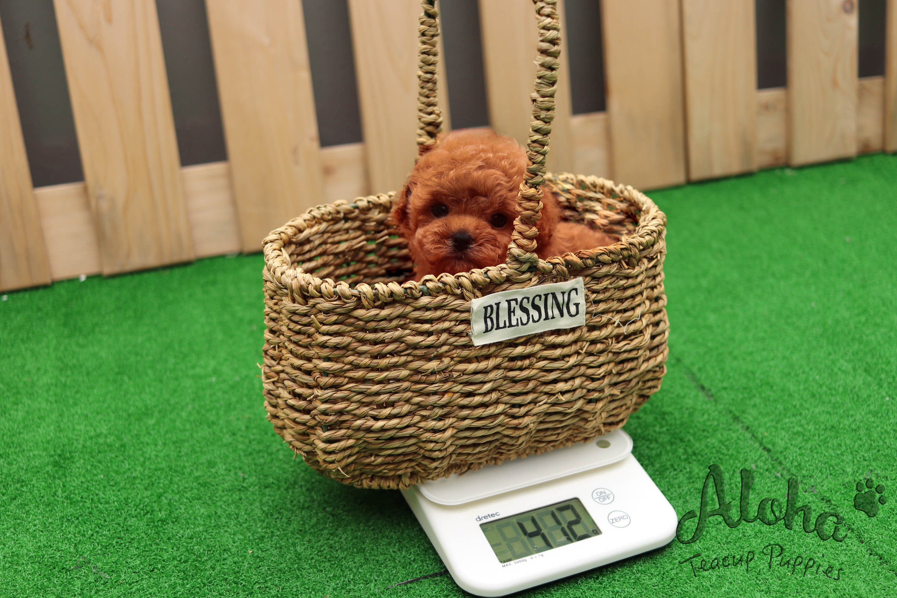 Sold to Diana, JELLY [TEACUP MALTIPOO]