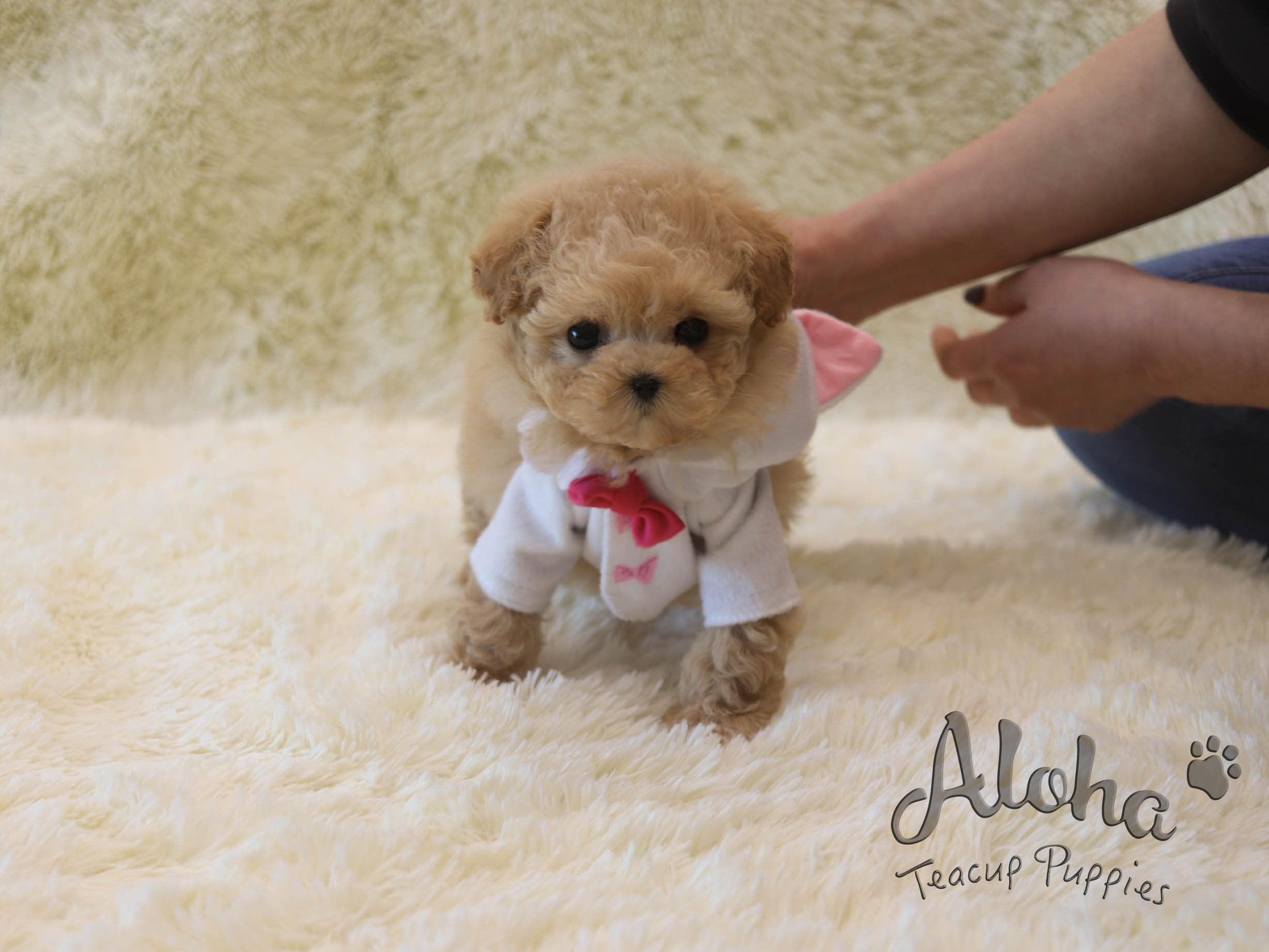 Rose [TEACUP POODLE]