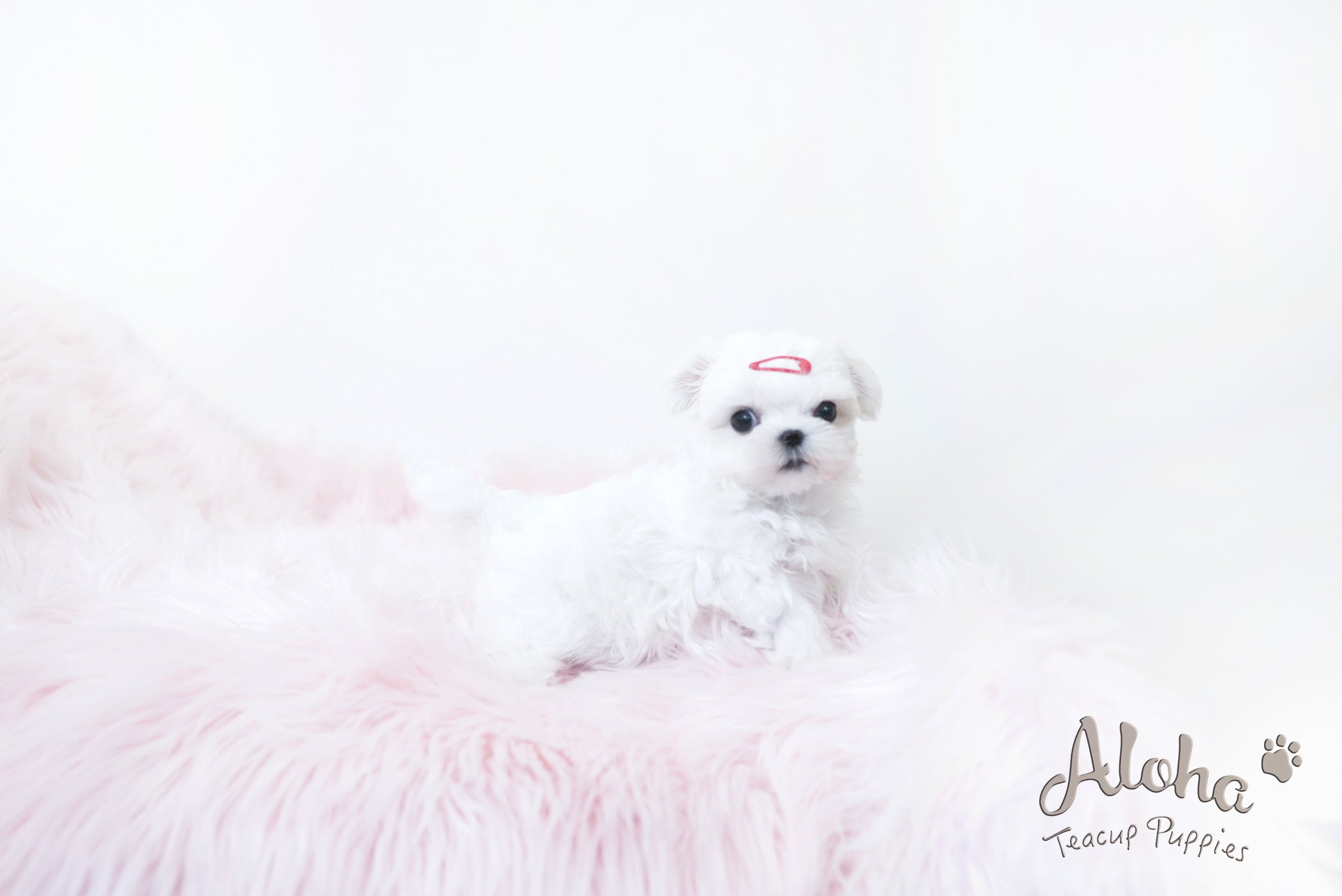 MARY [TEACUP MALTESE]