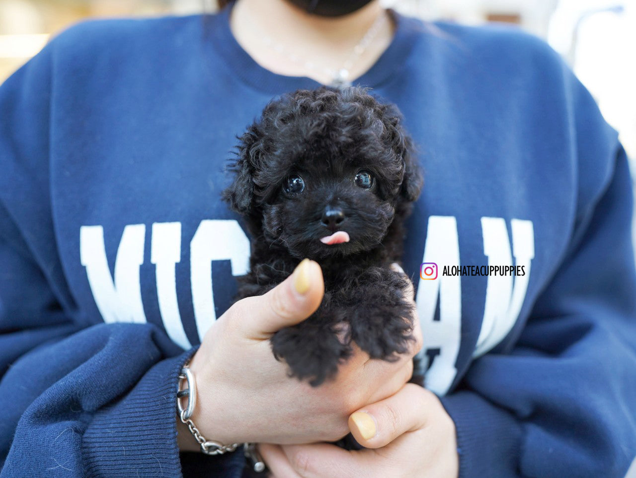 Billie [TEACUP POODLE]