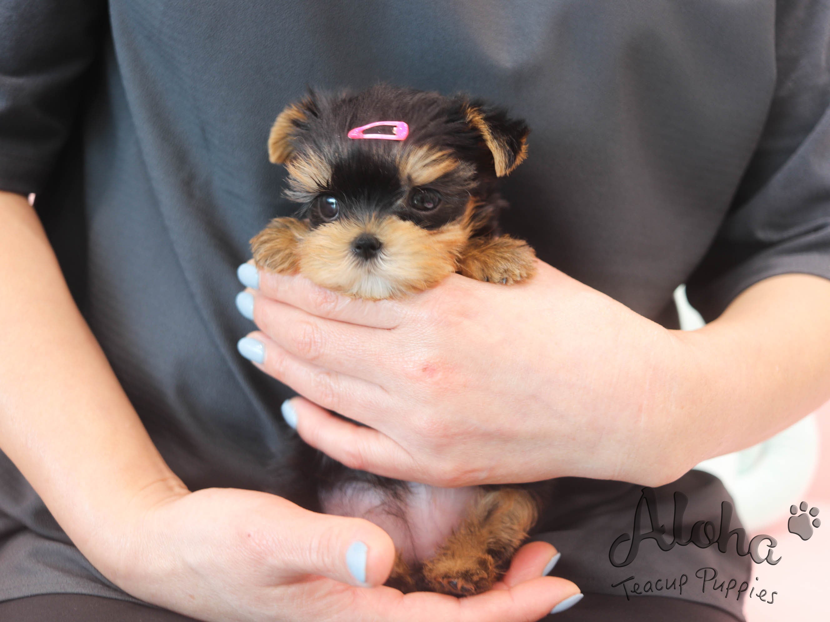 MOLLY [TEACUP YORKIE]