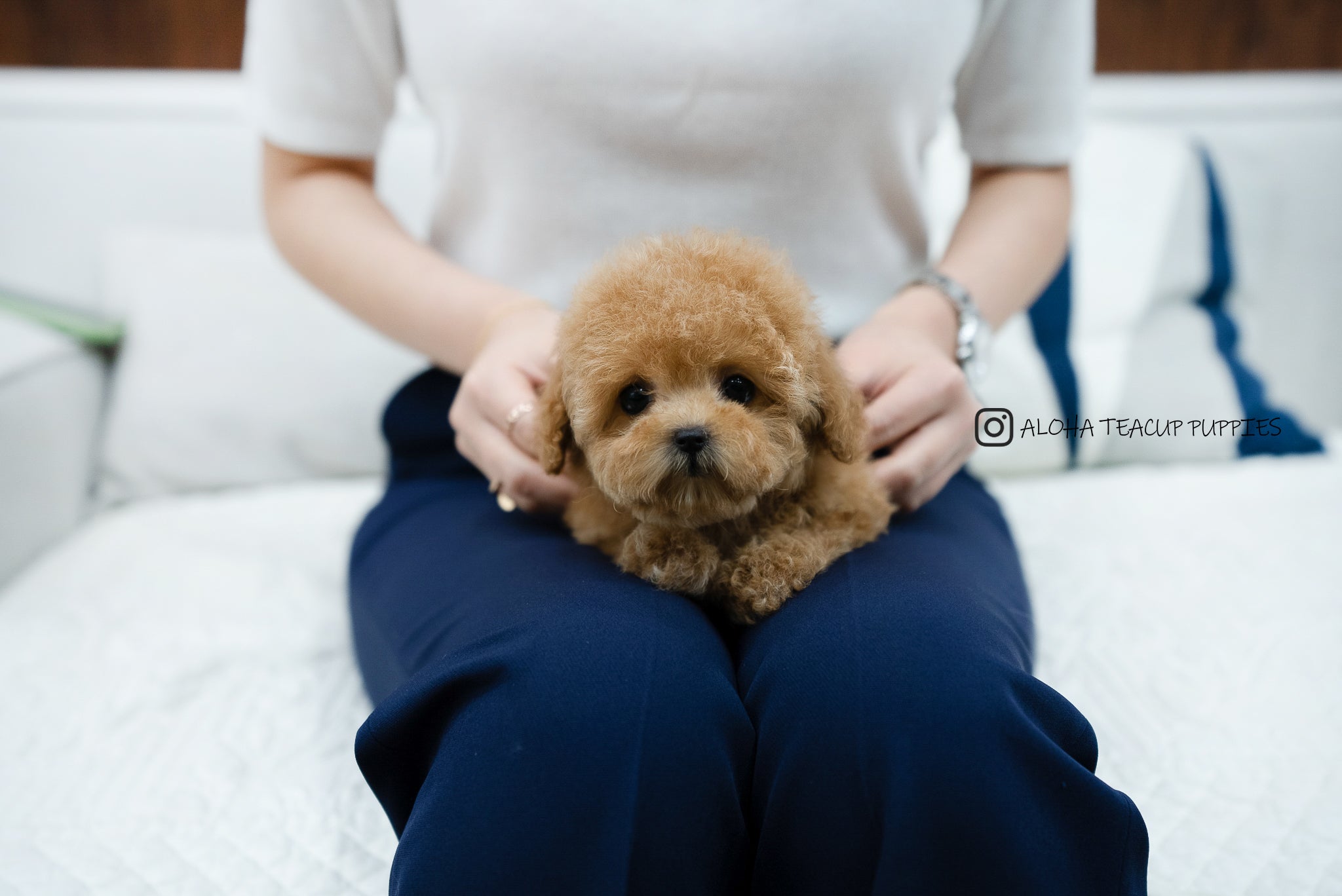 Kyna [TEACUP POODLE]