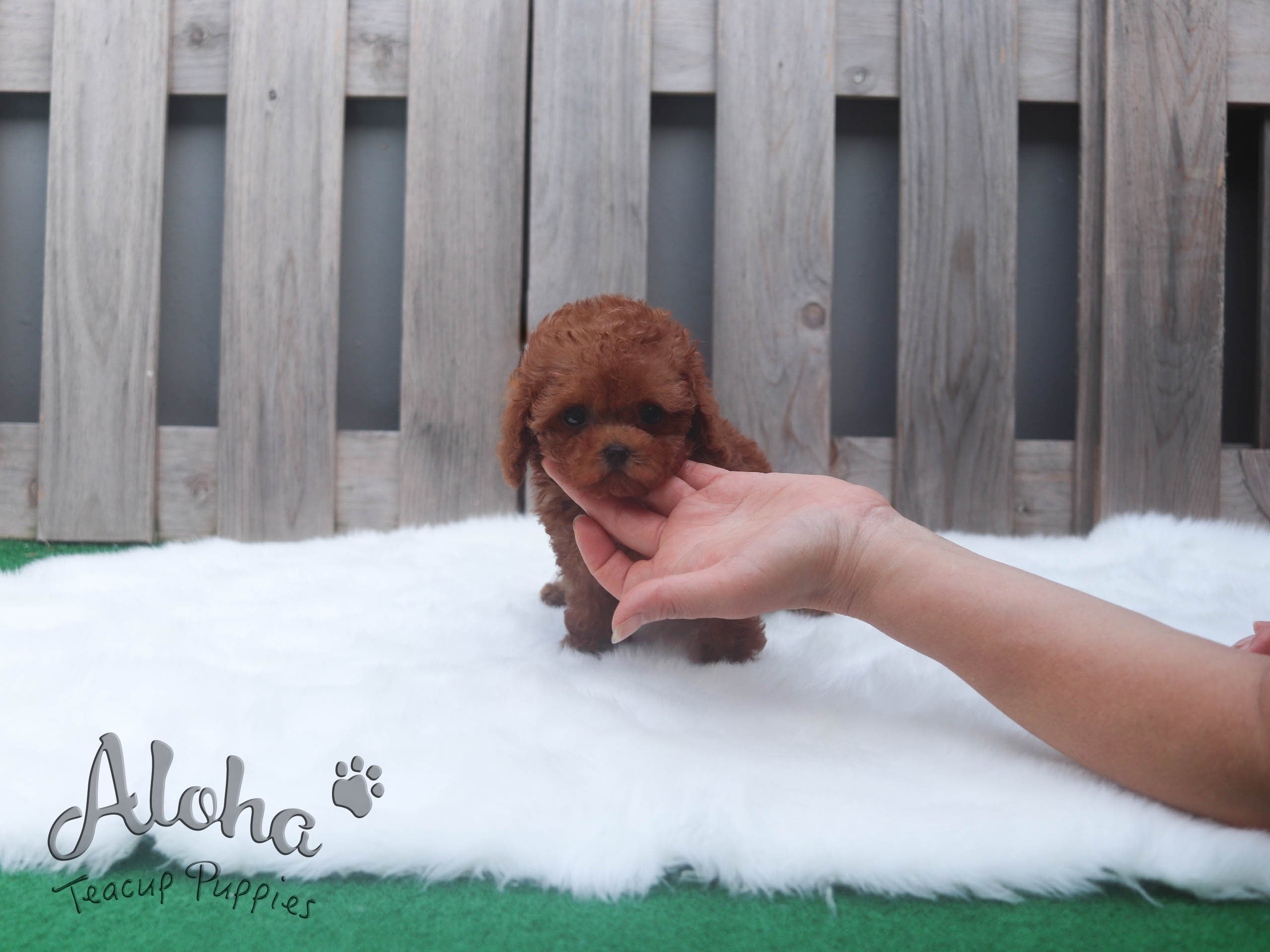 Sold to Vihita, JERRY [TEACUP POODLE]