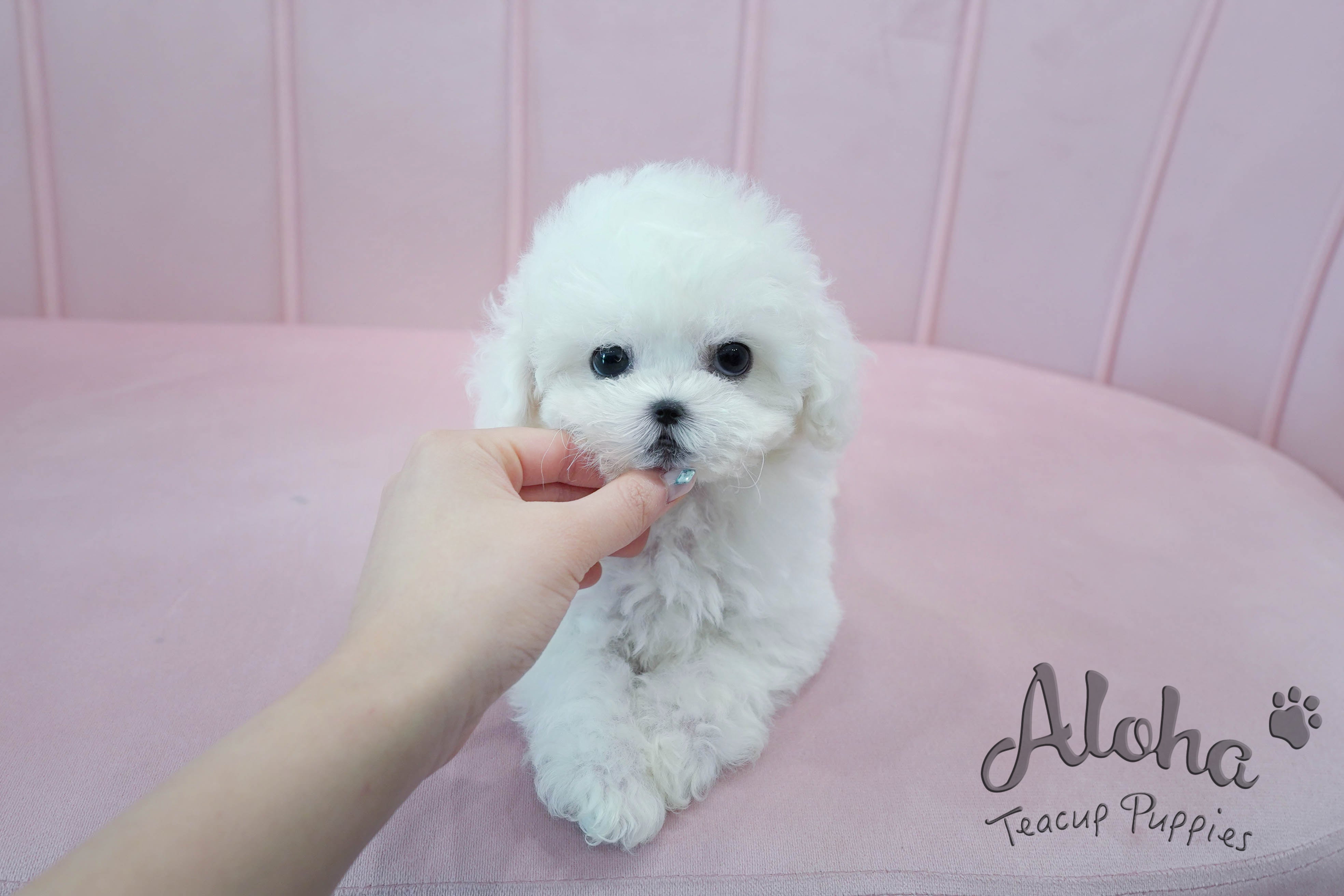 Marshmallow [TEACUP BICHON]