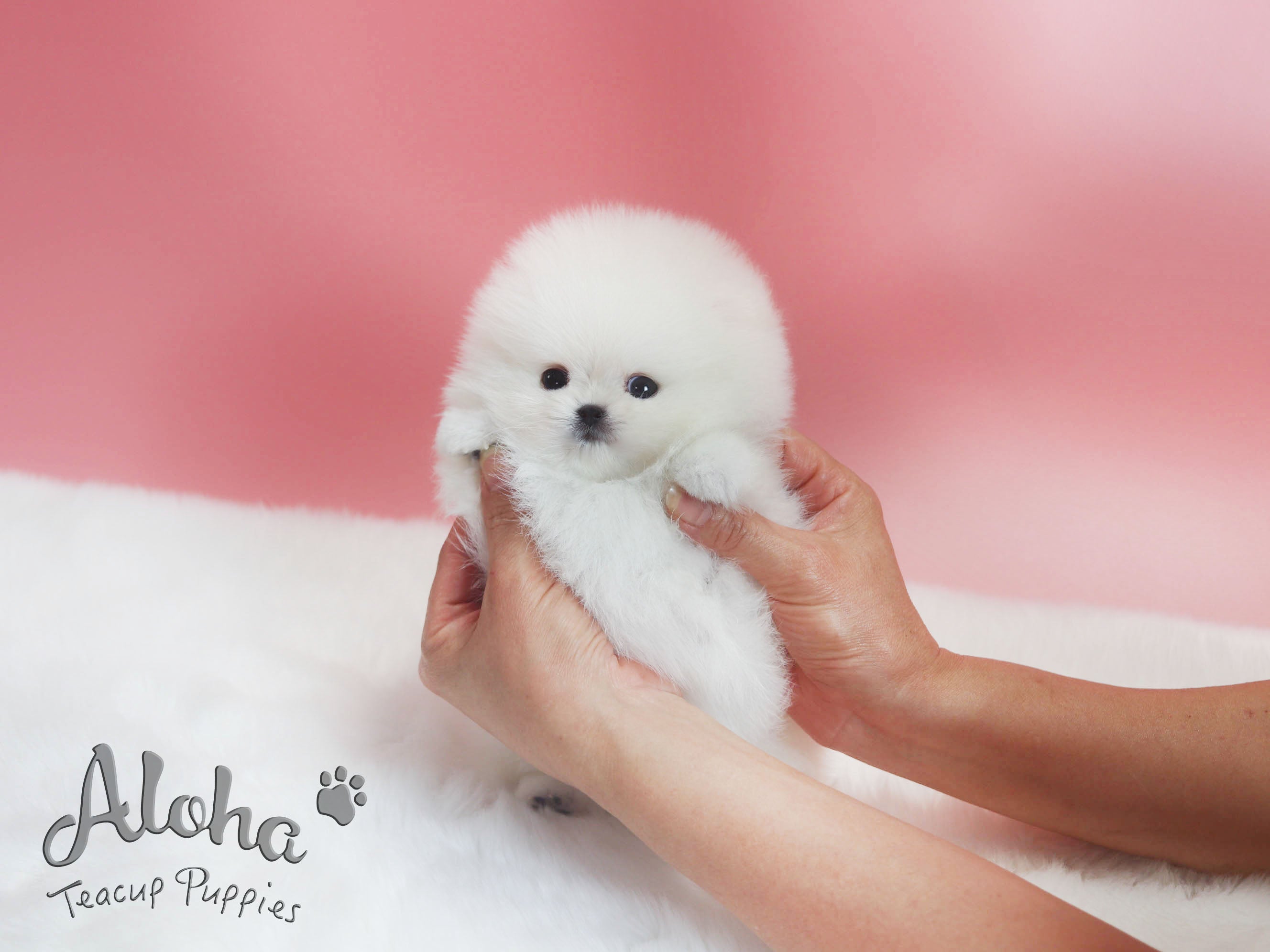 Sold to sheng, Pepper [TEACUP POMERANIAN]