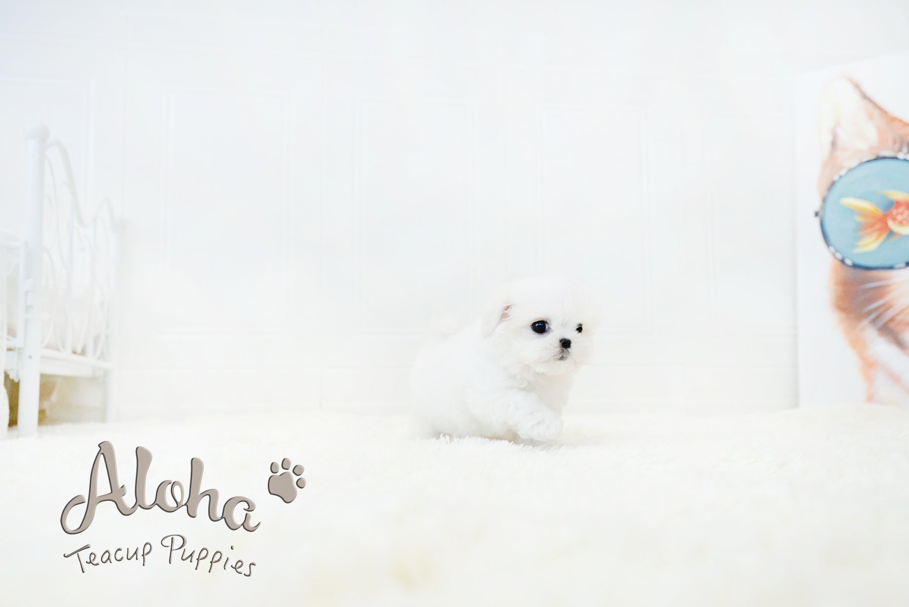 WOODY [TEACUP MALTESE]