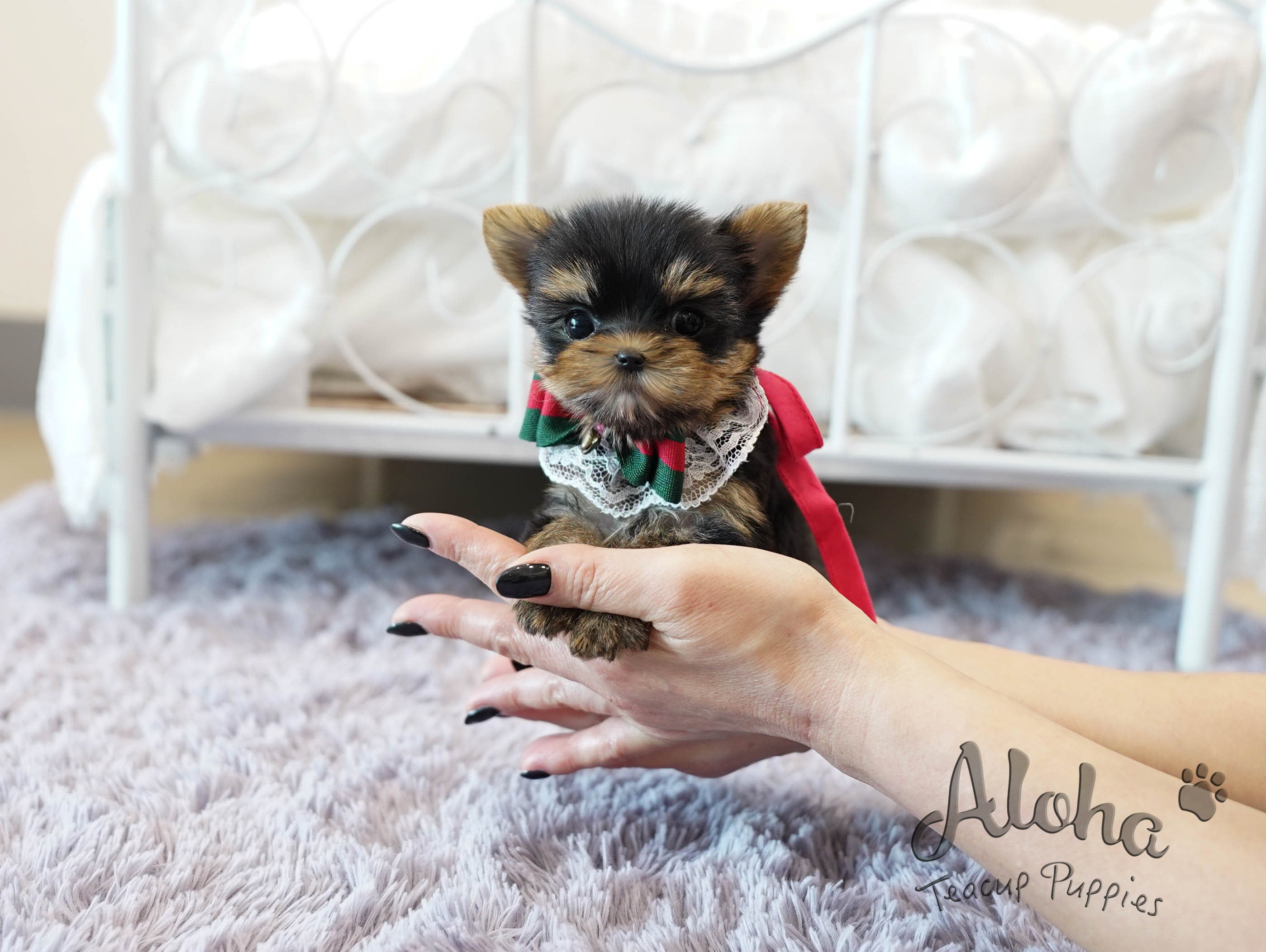 TIFFANY [TEACUP YORKIE]