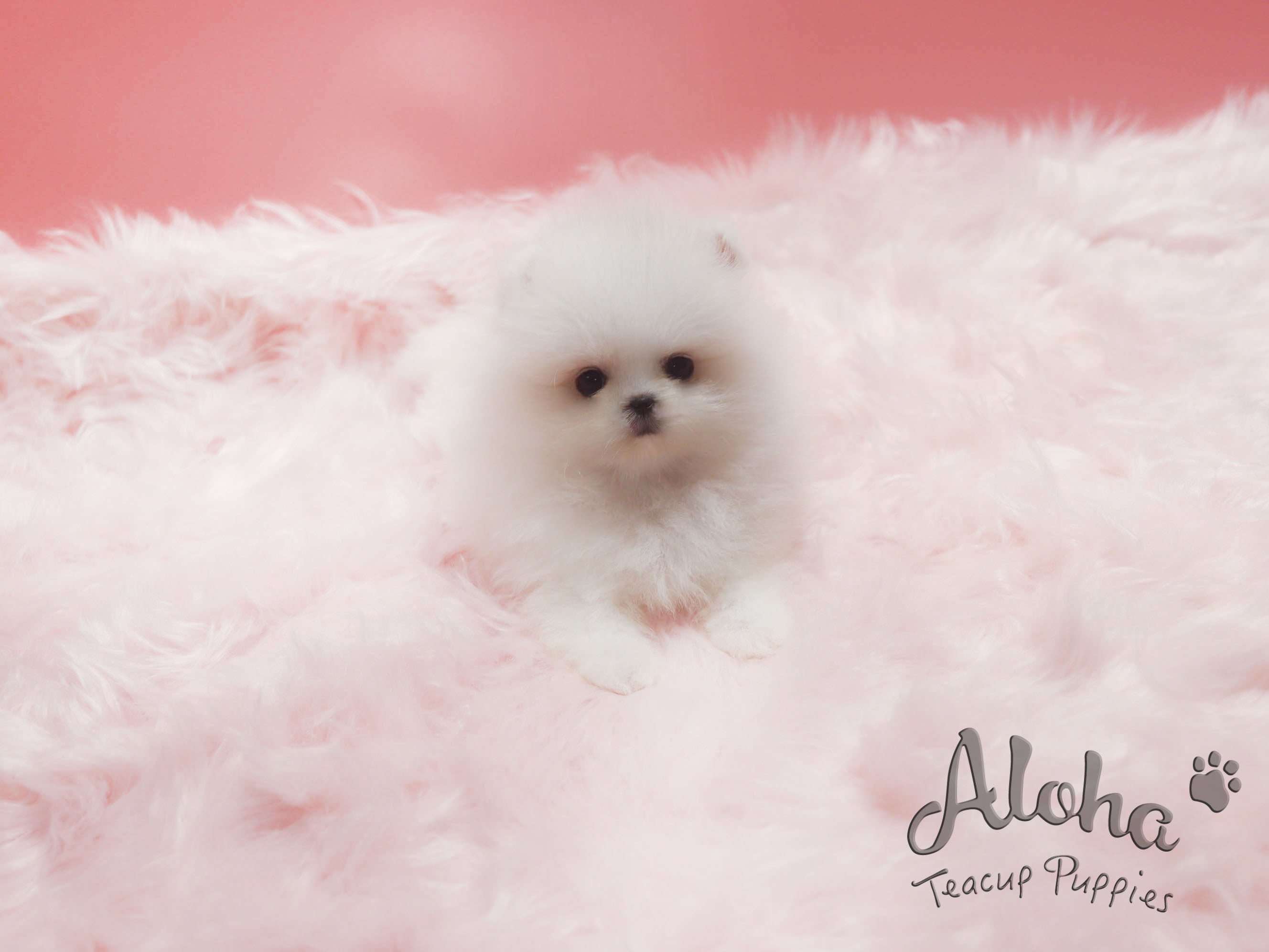OLAF [TEACUP POMERANIAN]