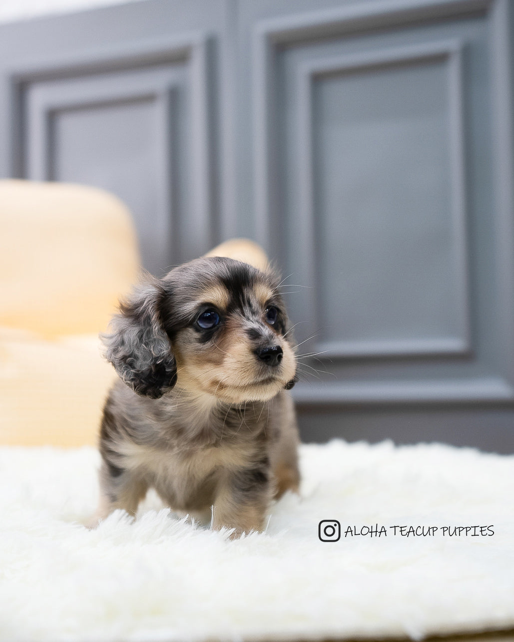 Hush [TEACUP DACHSHUND]