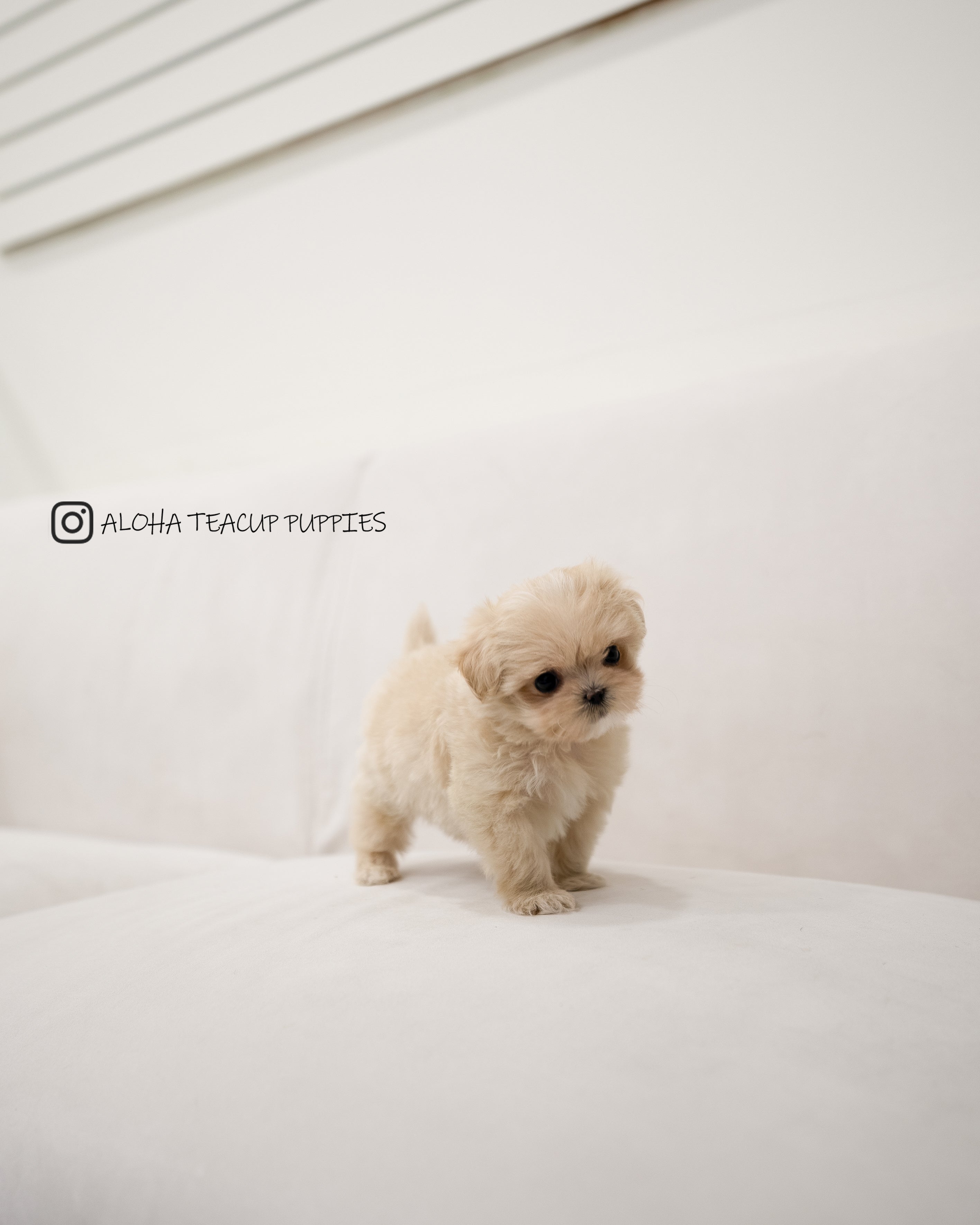 Dawn [TEACUP MALTIPOO]