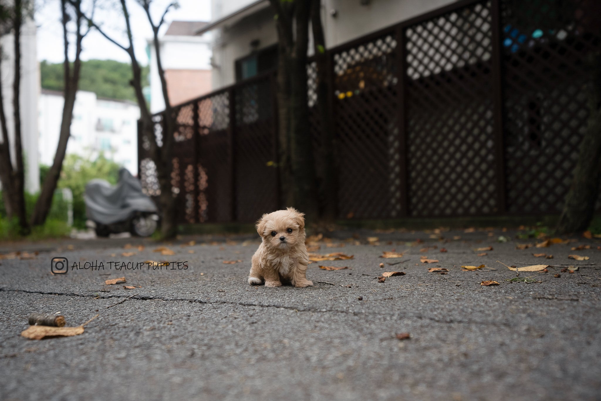 Fendi [TEACUP MALTIPOO]