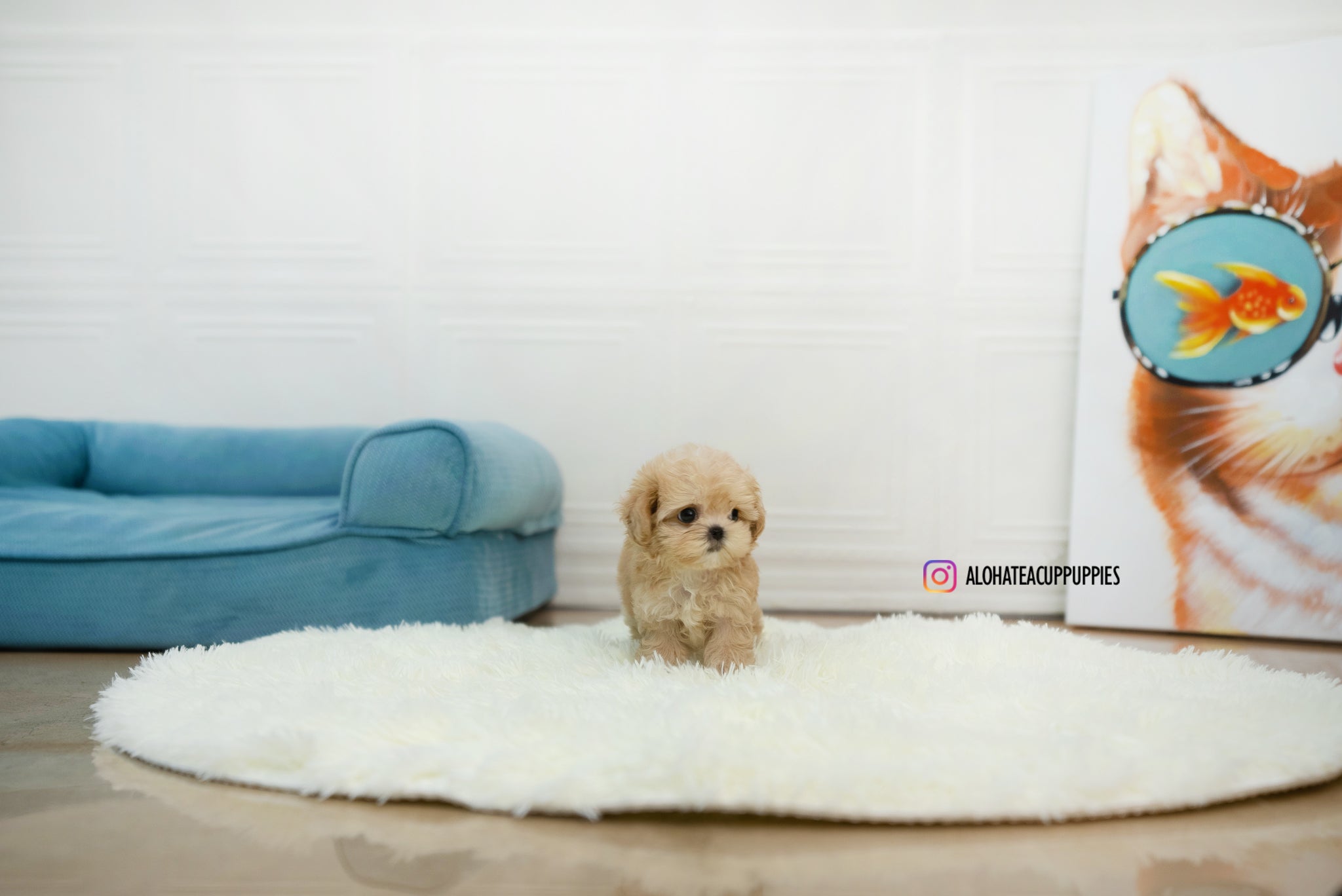 Lumi [TEACUP Maltipoo]
