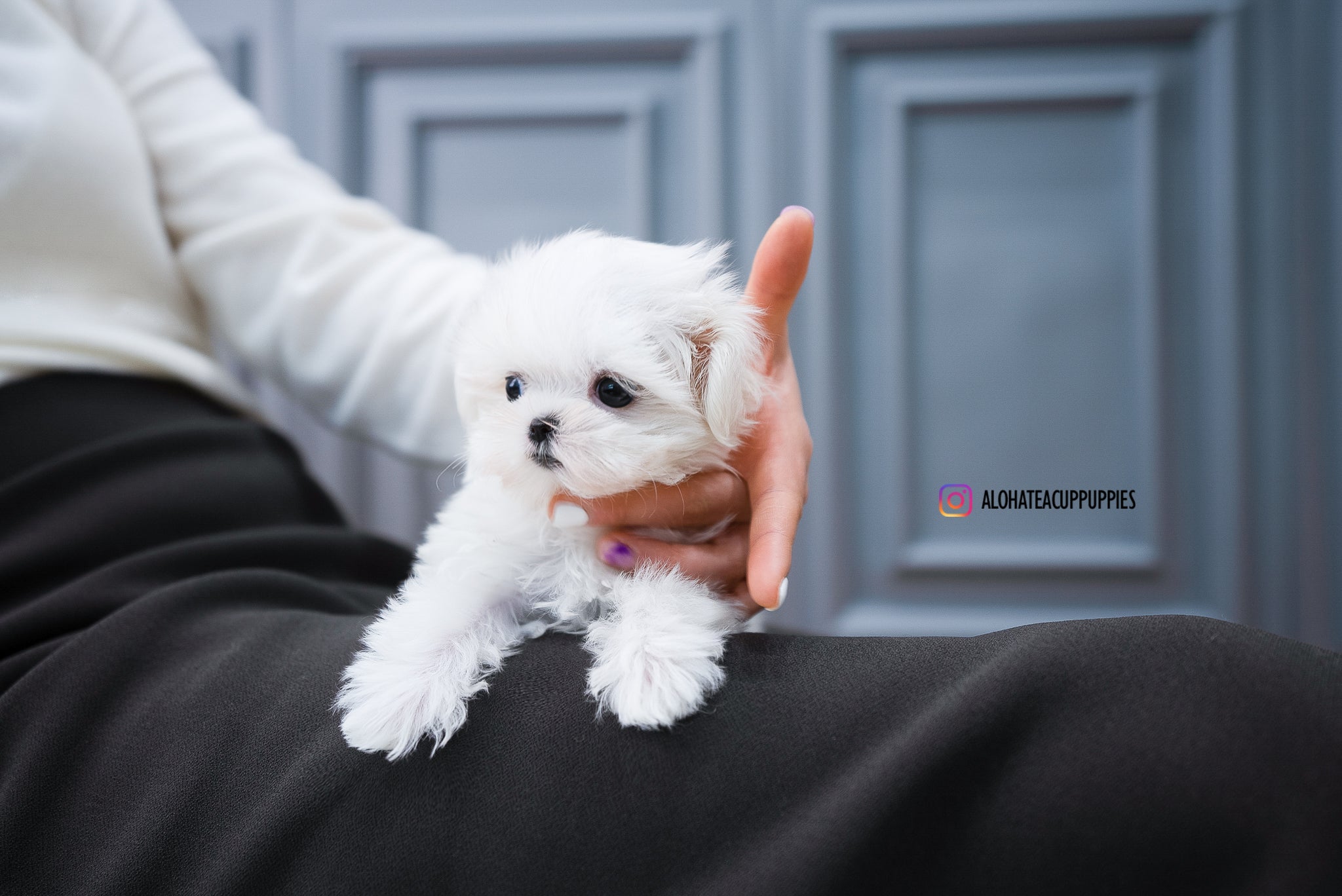 Ted [TEACUP MALTESE]