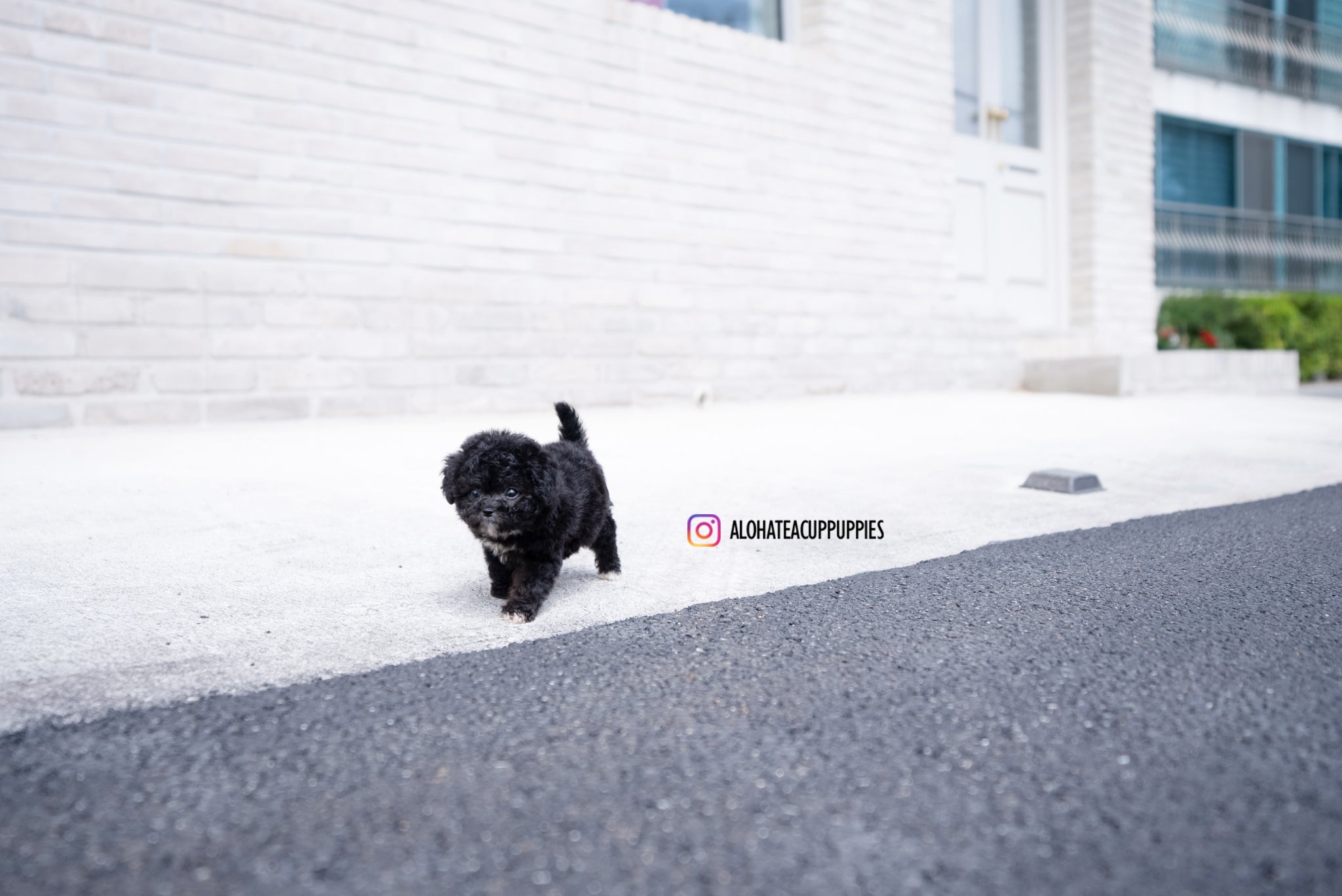 Maeve [TEACUP POODLE]
