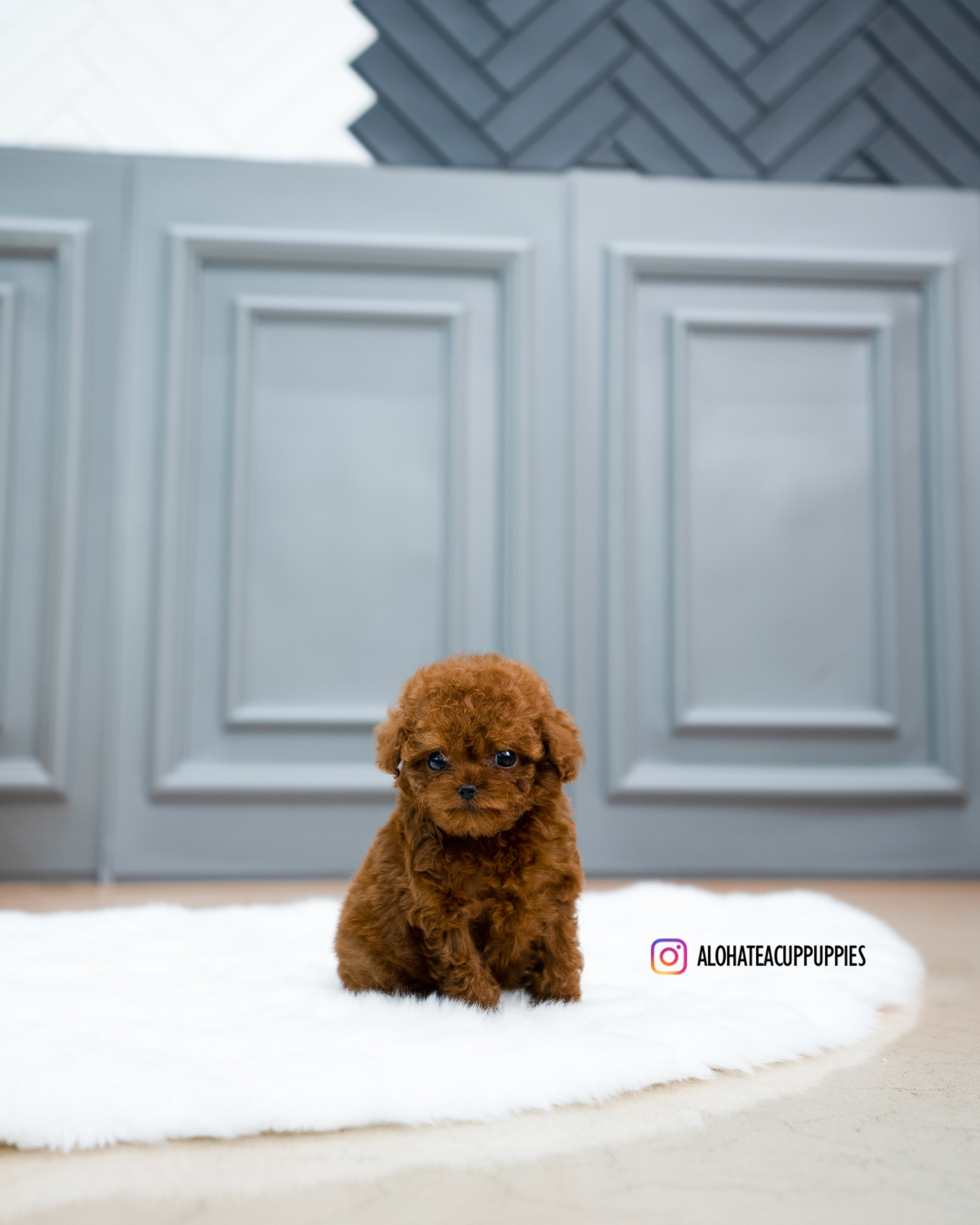 Manon [TEACUP POODLE]