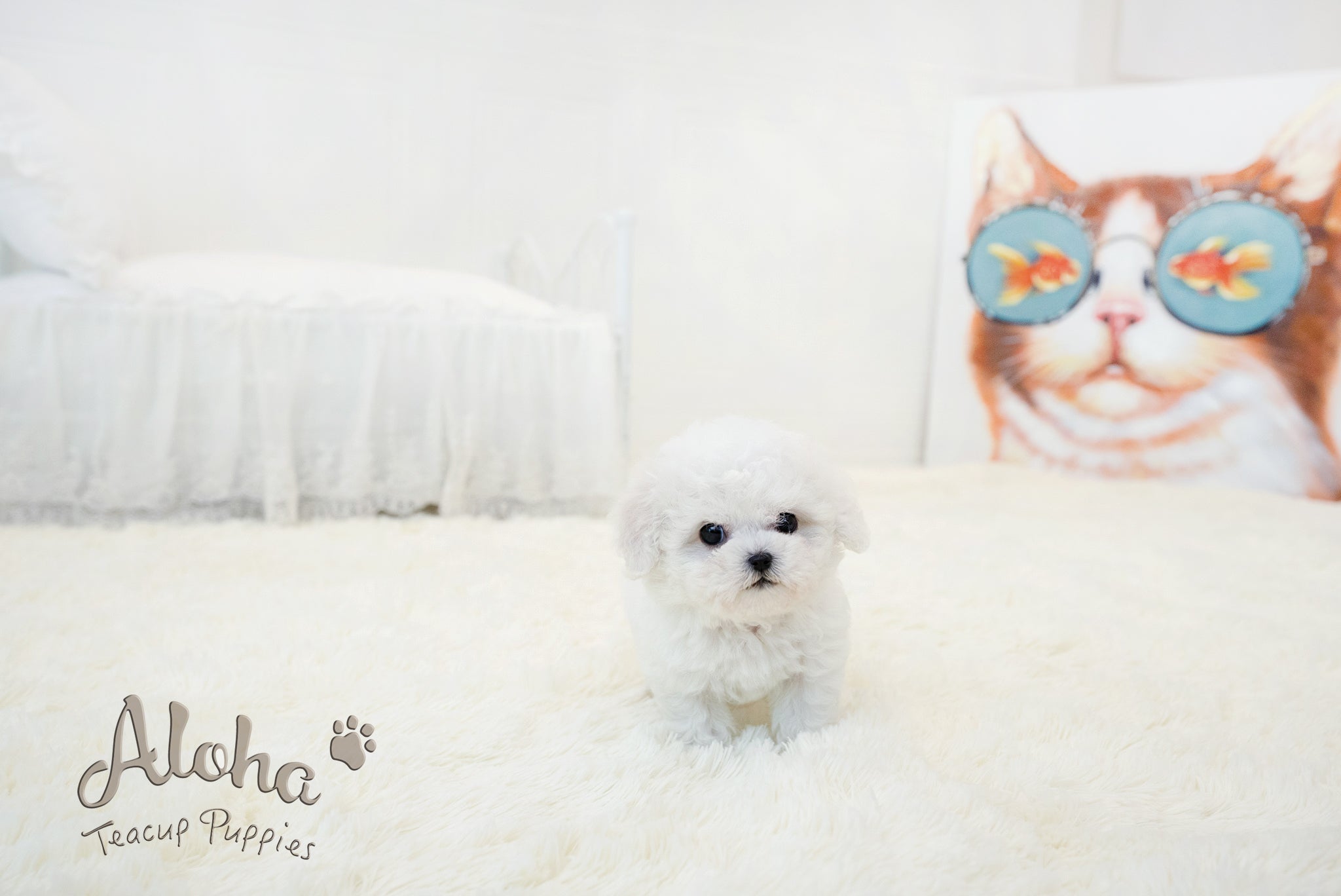 Lyle [TEACUP BICHON]